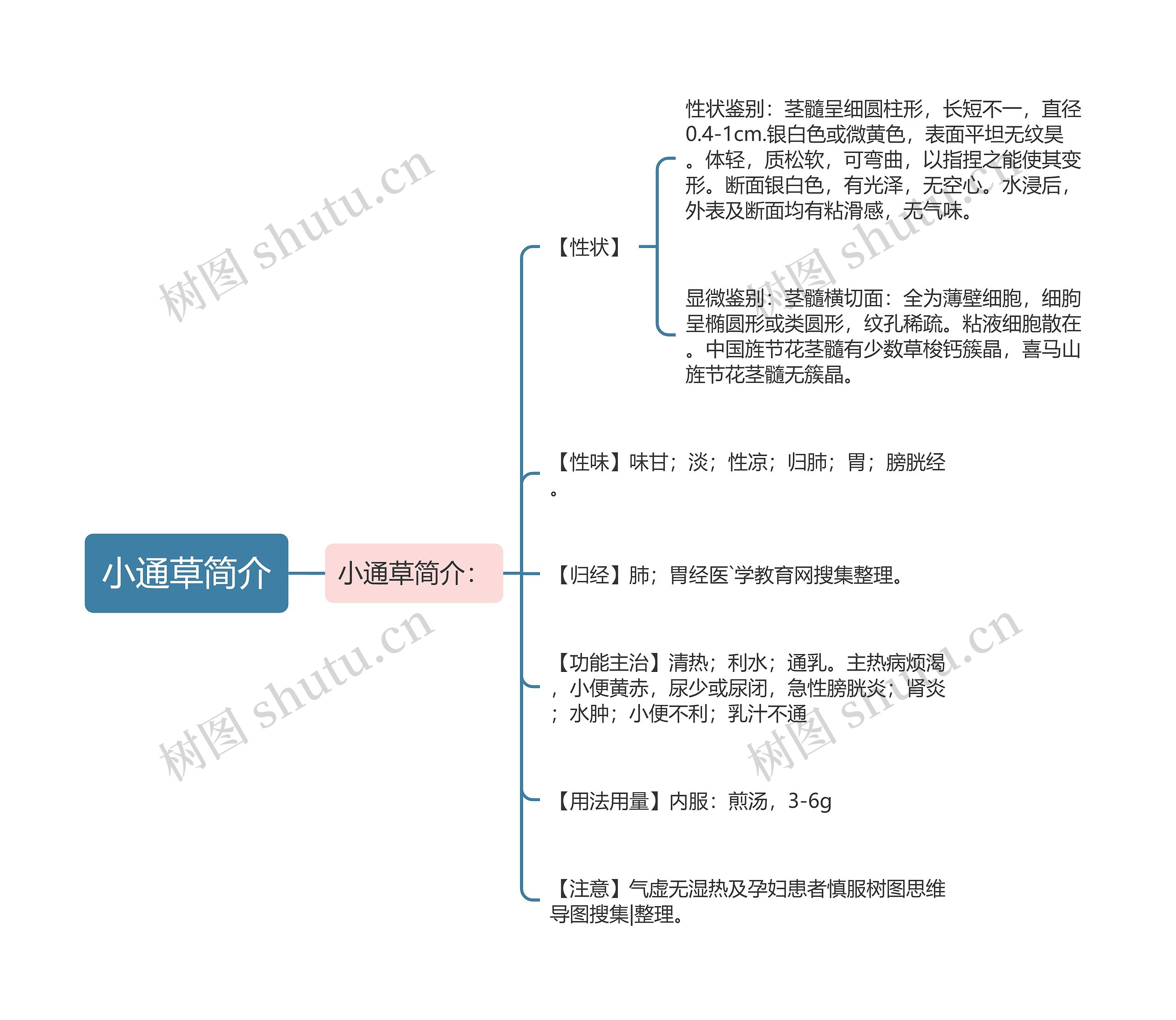 小通草简介思维导图