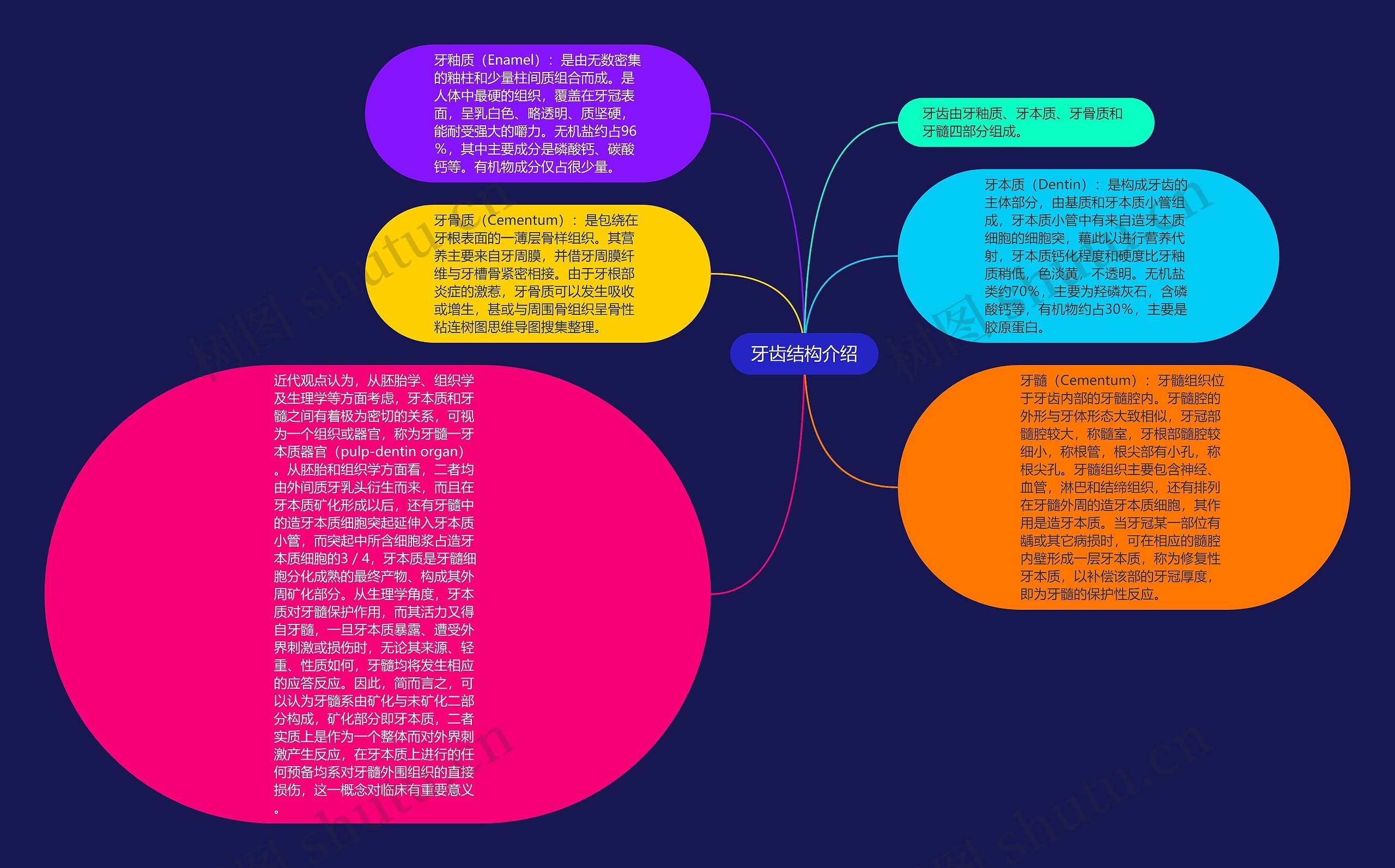 牙齿结构介绍思维导图