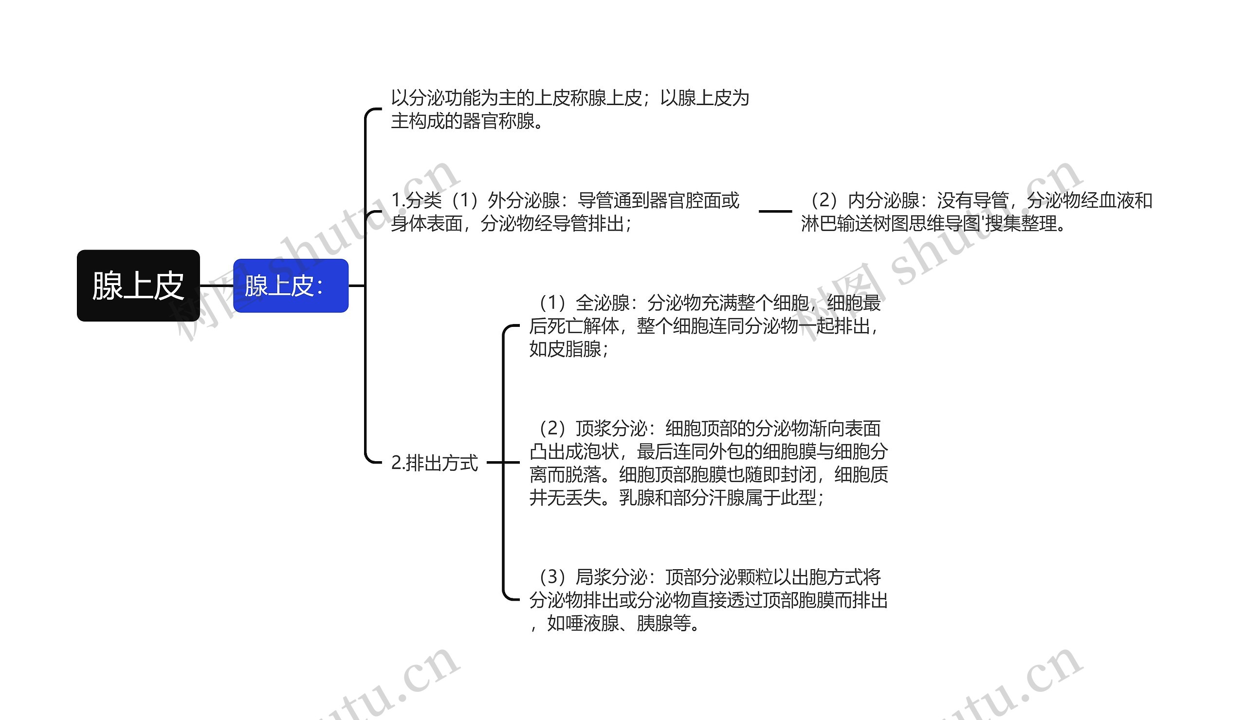 腺上皮思维导图