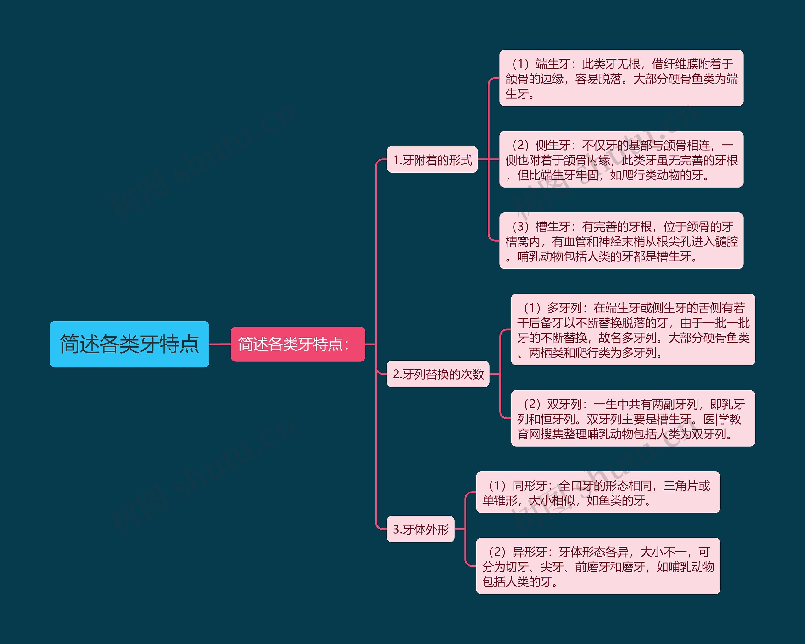 简述各类牙特点思维导图