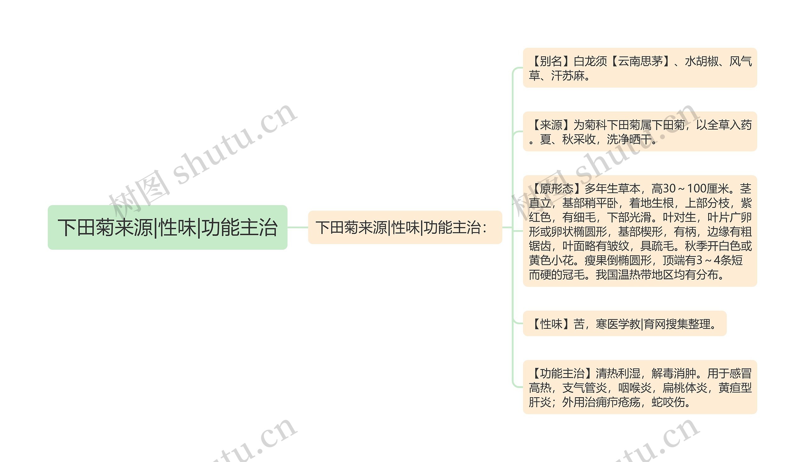 下田菊来源|性味|功能主治 下田菊来源|性味|功能主治