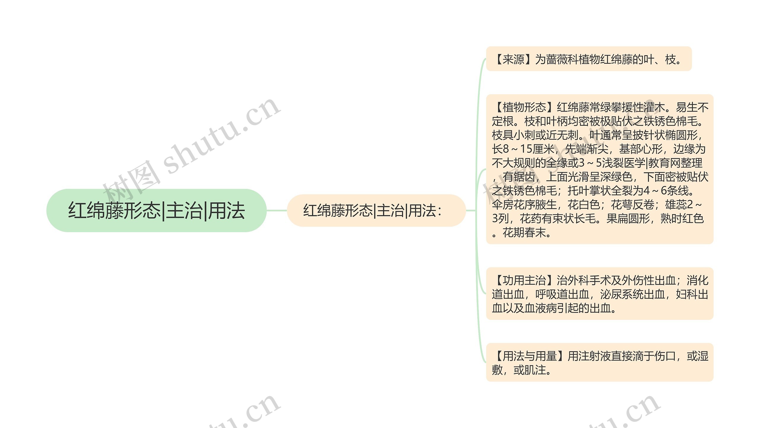 红绵藤形态|主治|用法思维导图