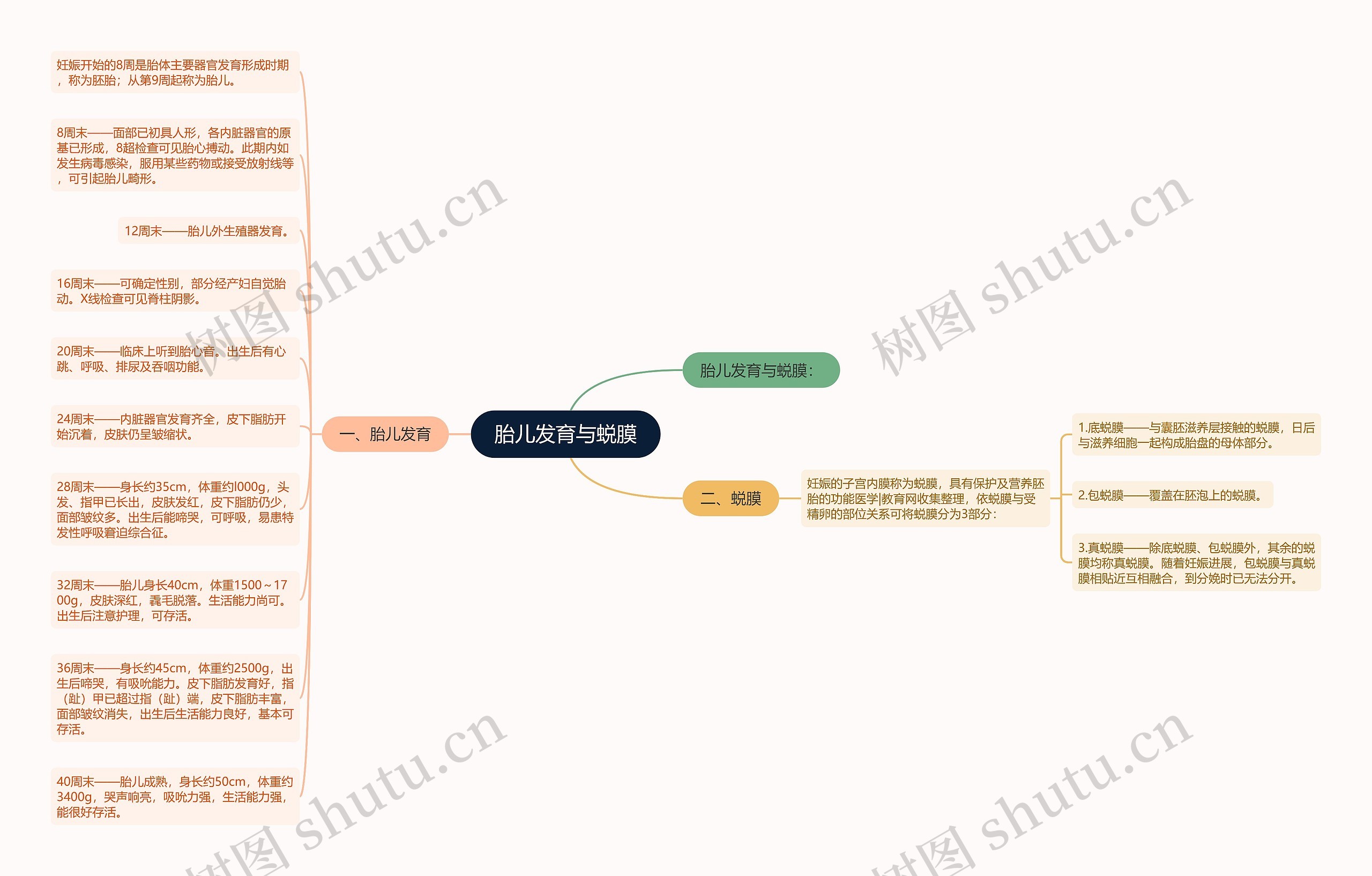 胎儿发育与蜕膜思维导图