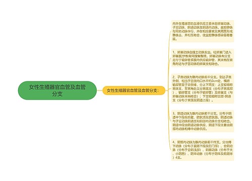 女性生殖器官血管及血管分支