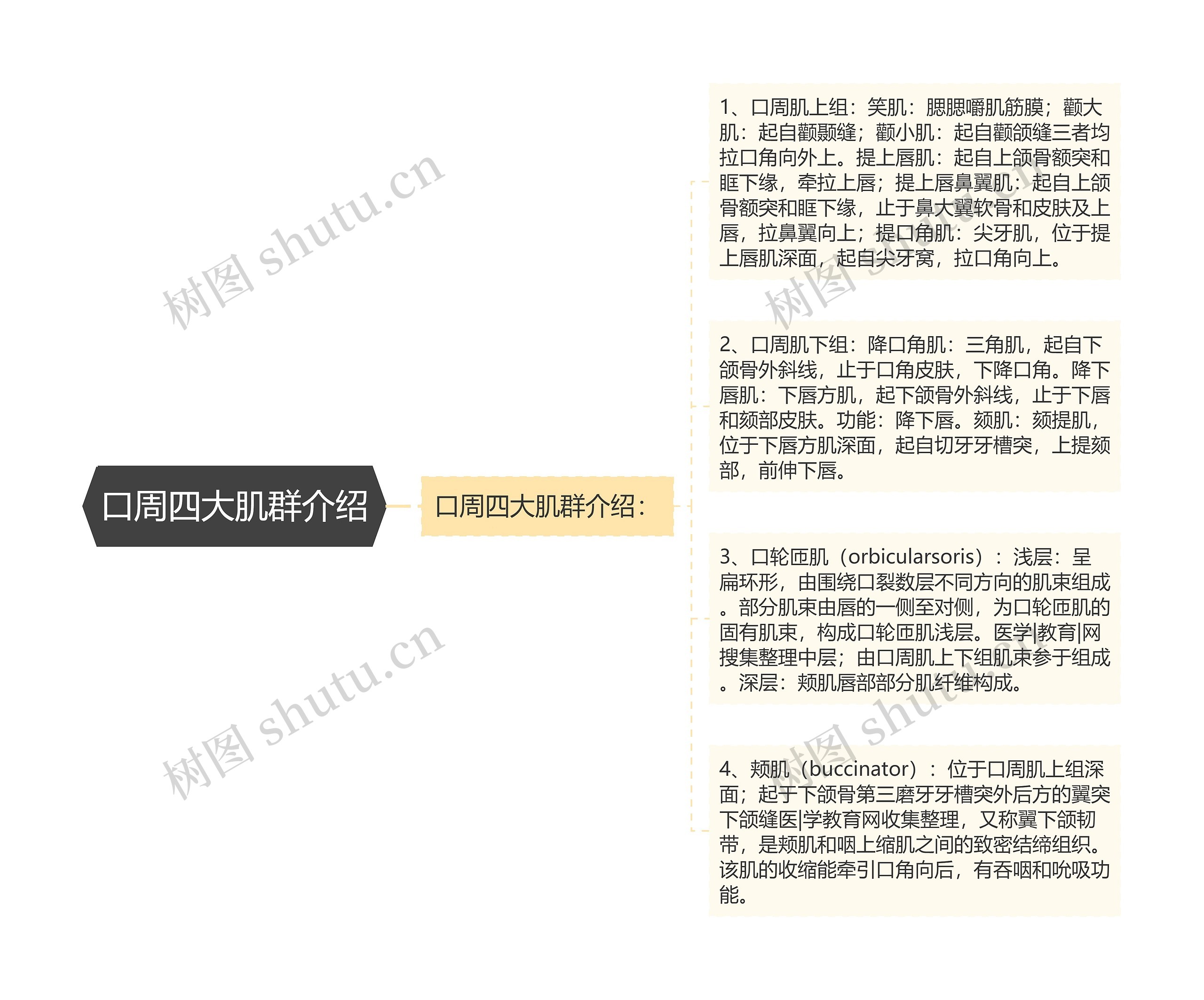 口周四大肌群介绍 口周四大肌群介绍