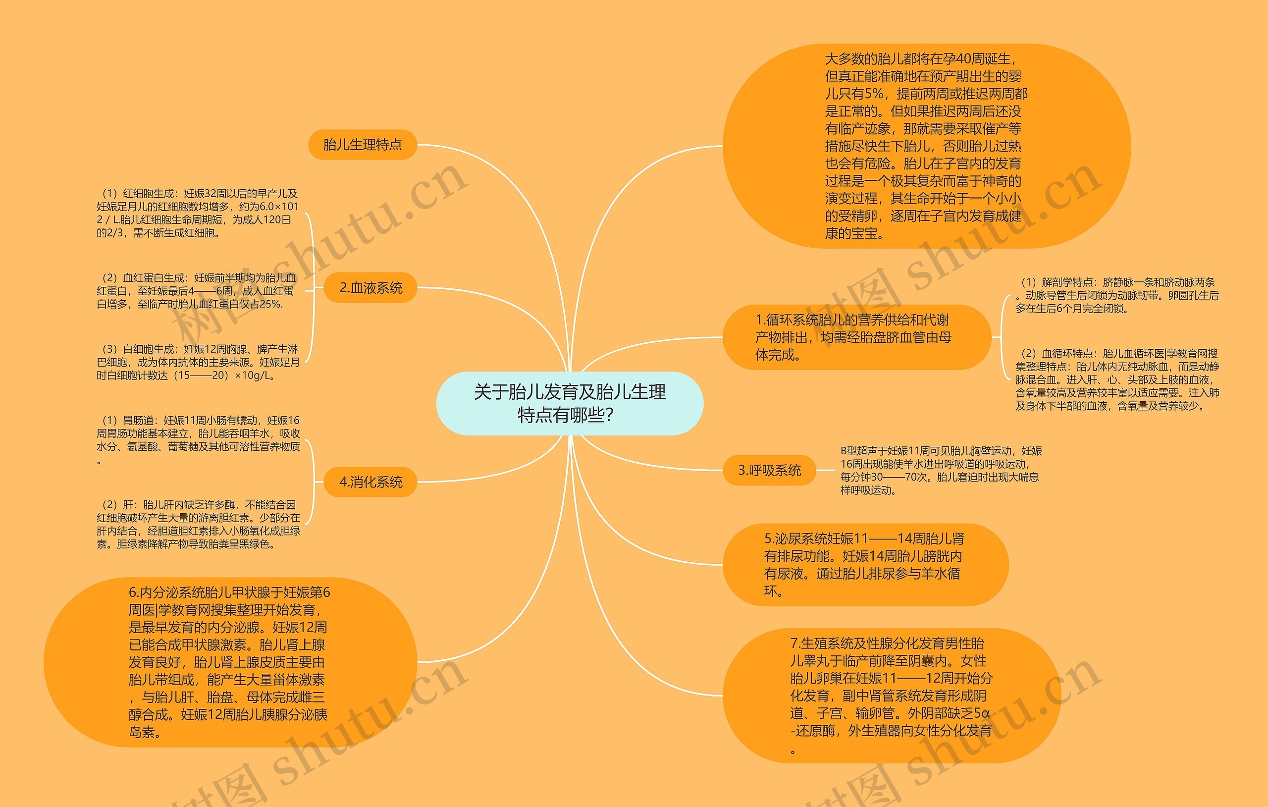 关于胎儿发育及胎儿生理特点有哪些？思维导图