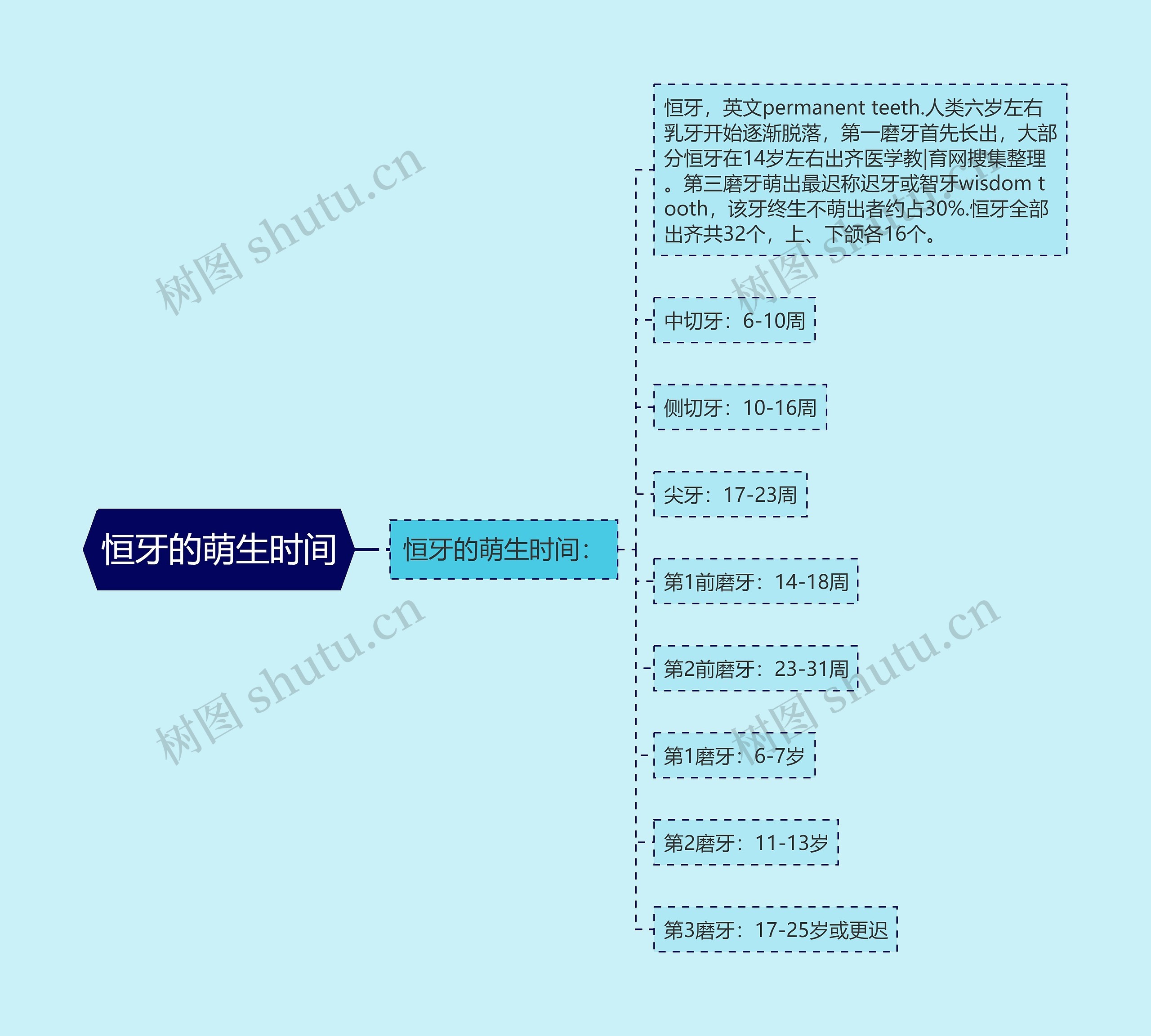 恒牙的萌生时间