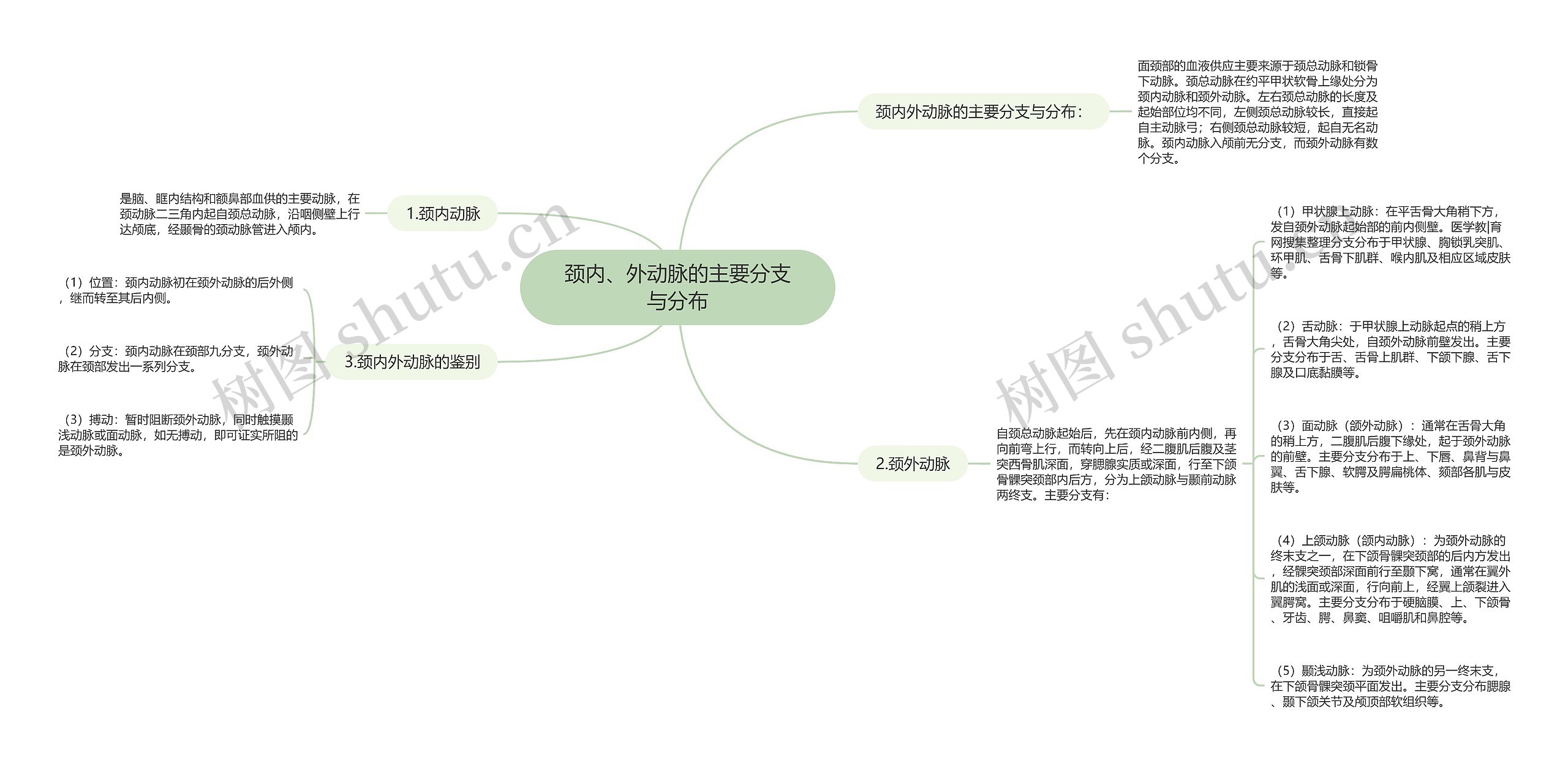 颈内、外动脉的主要分支与分布