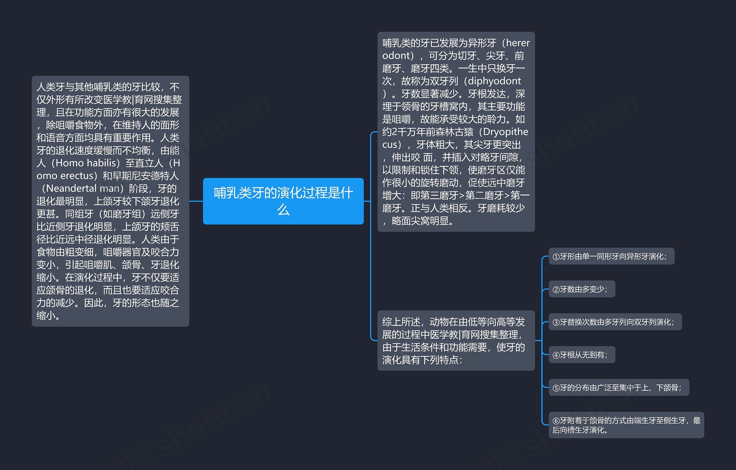 哺乳类牙的演化过程是什么思维导图