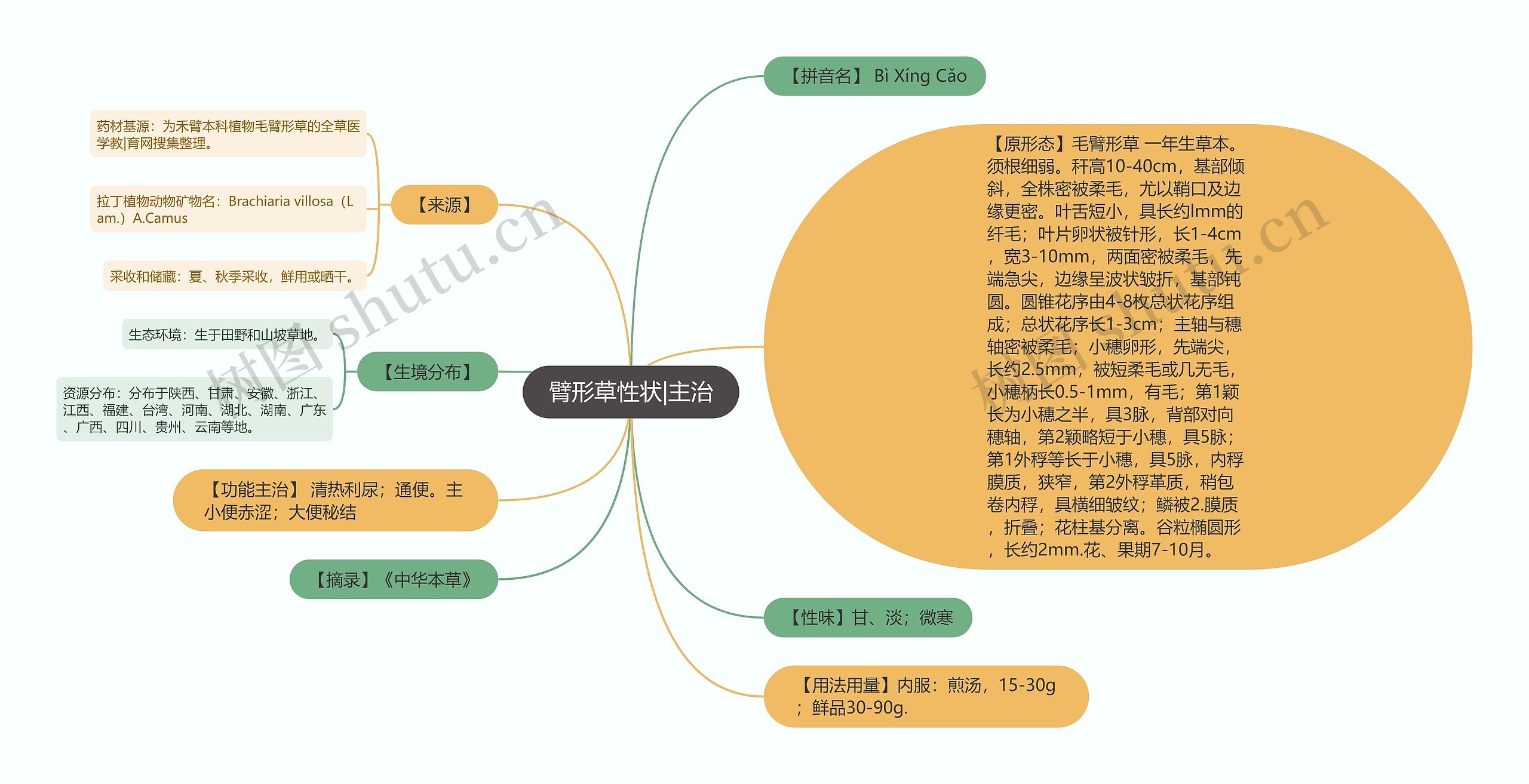 臂形草性状|主治 臂形草性状|主治