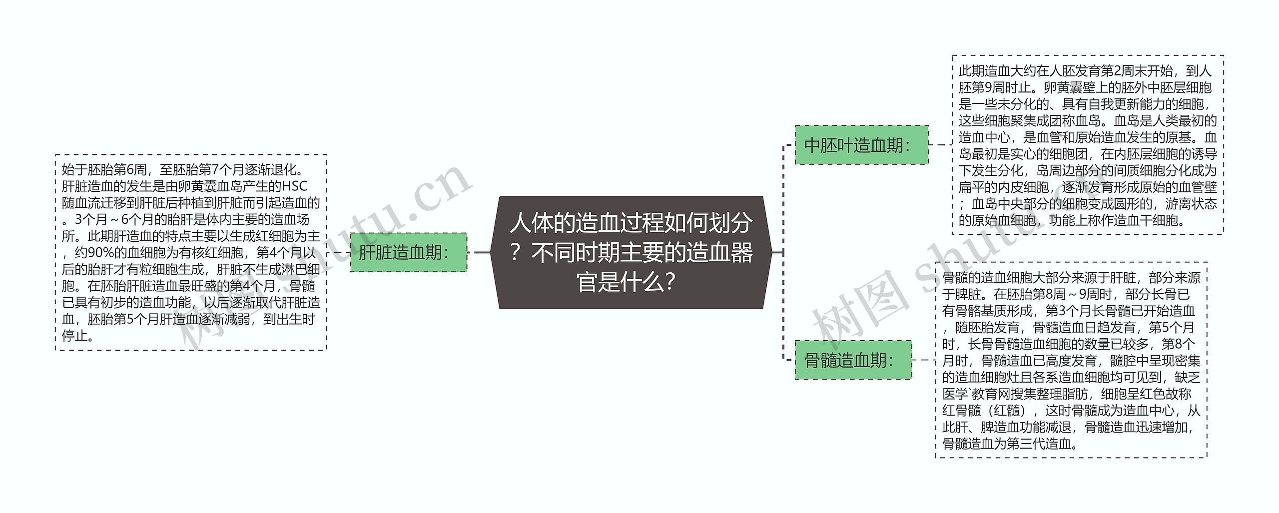 人体的造血过程如何划分？不同时期主要的造血器官是什么？思维导图