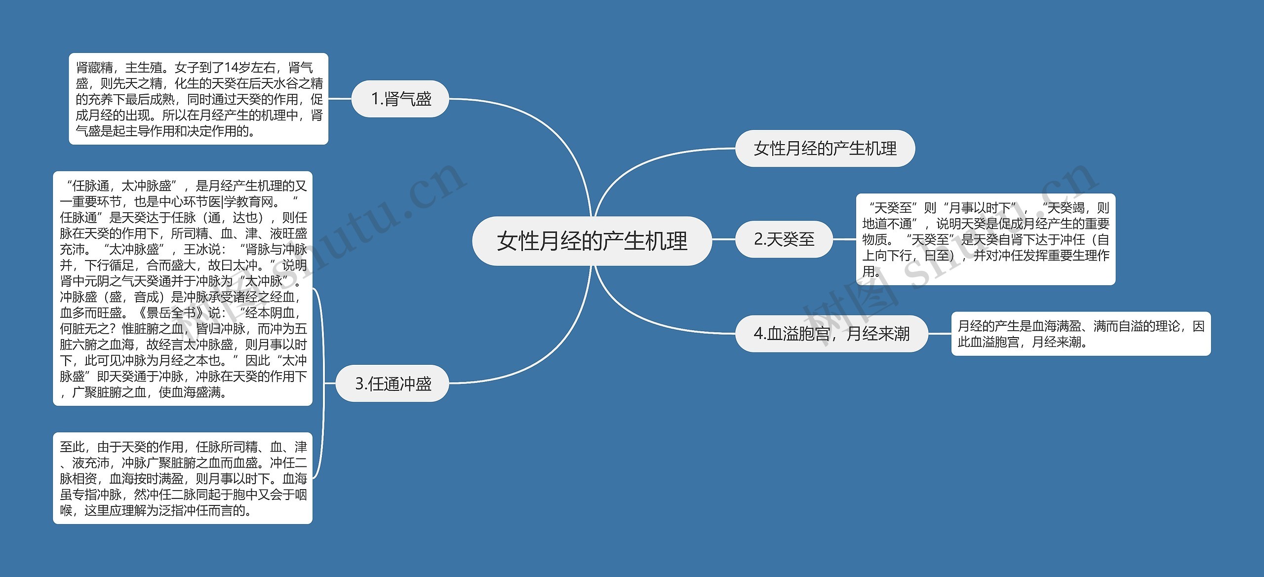 女性月经的产生机理