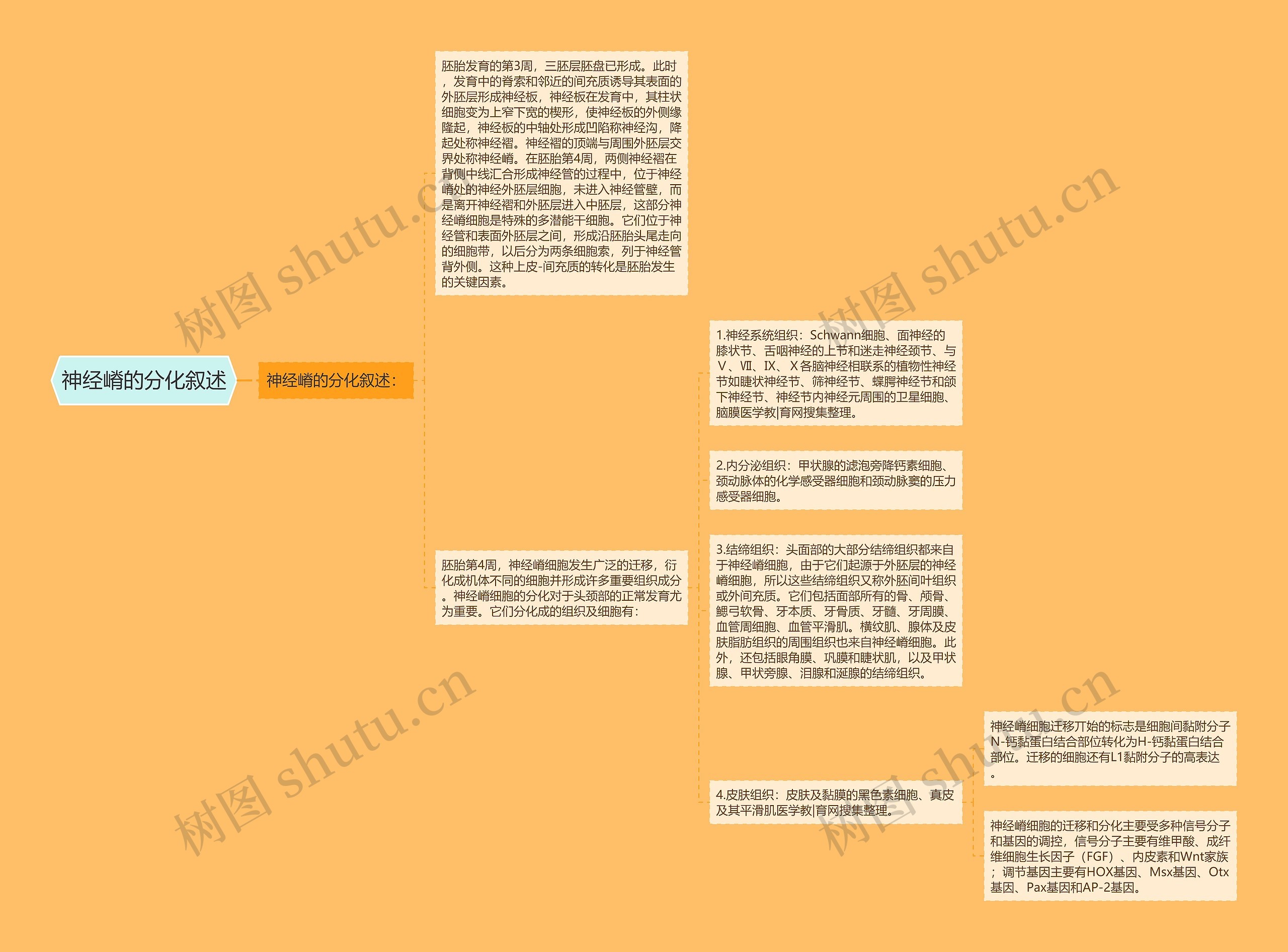 神经嵴的分化叙述思维导图