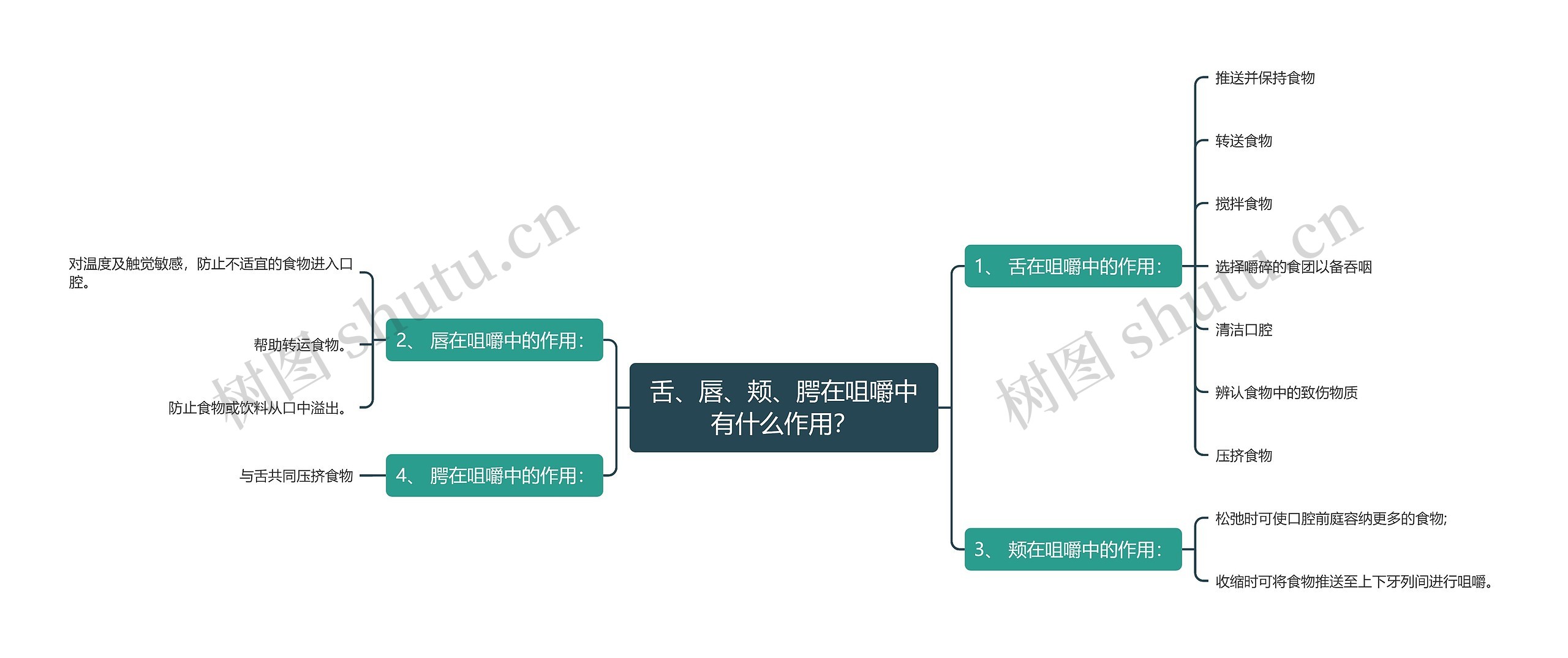 舌、唇、颊、腭在咀嚼中有什么作用？思维导图