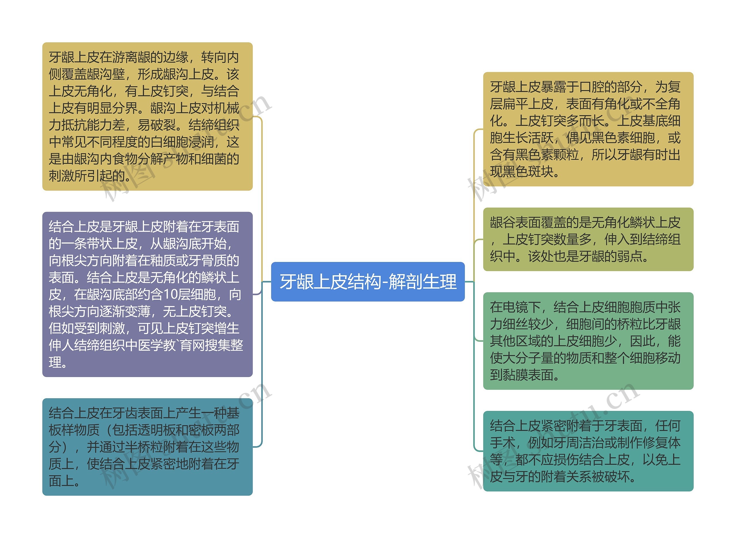 牙龈上皮结构-解剖生理思维导图