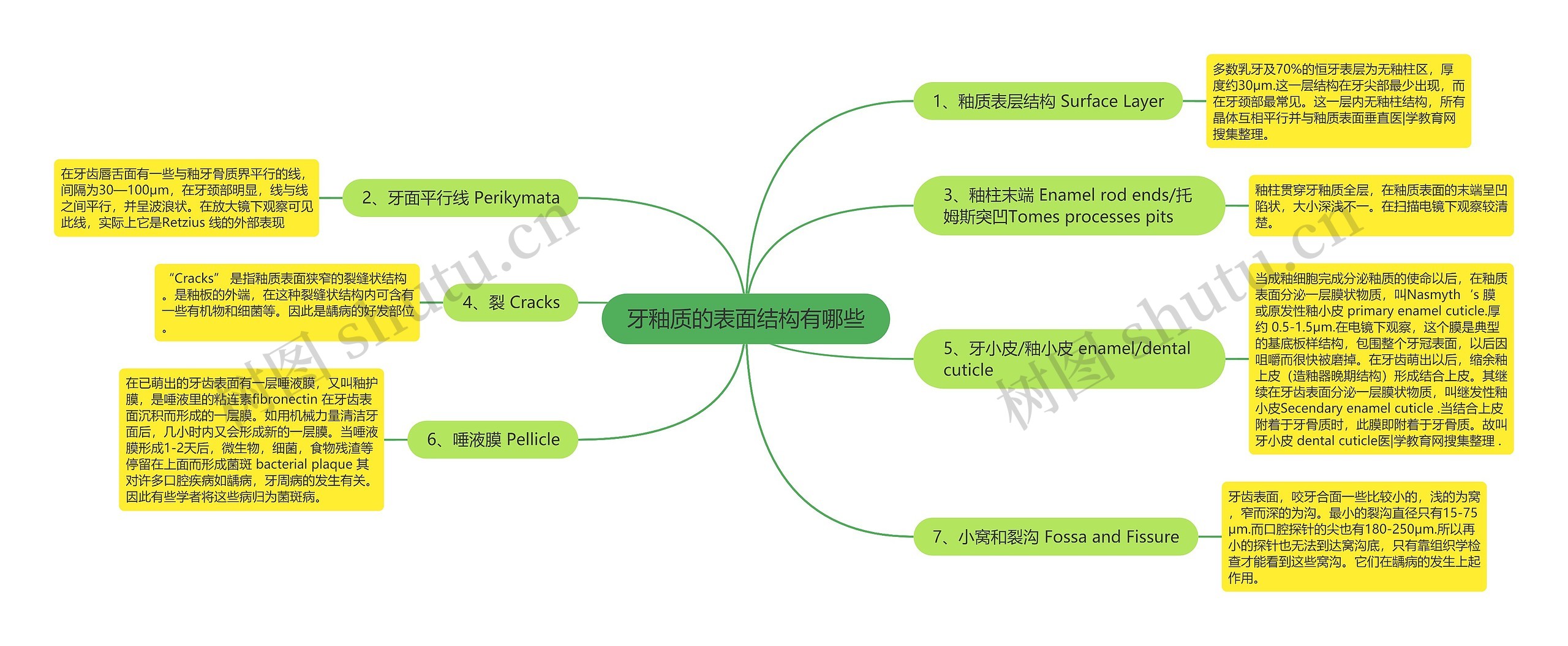 牙釉质的表面结构有哪些思维导图