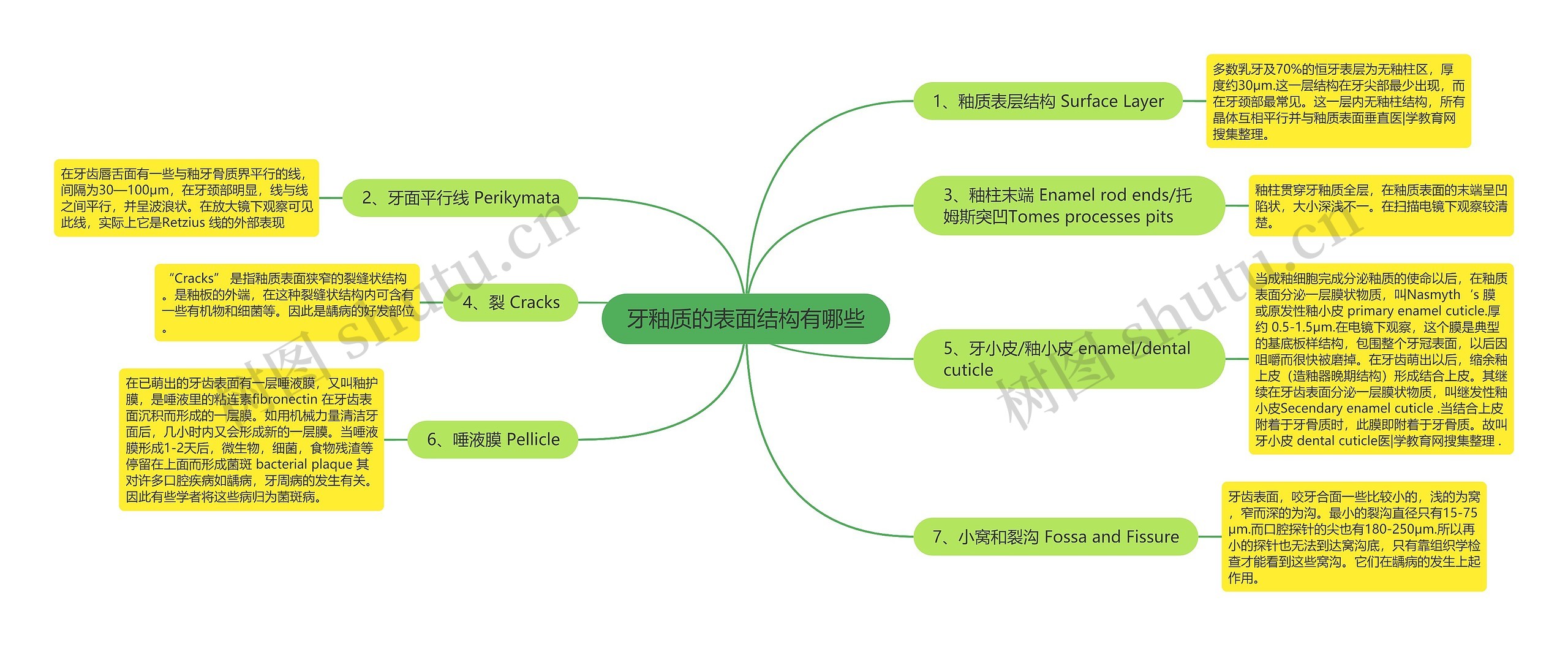 牙釉质的表面结构有哪些 牙釉质的表面结构有哪些