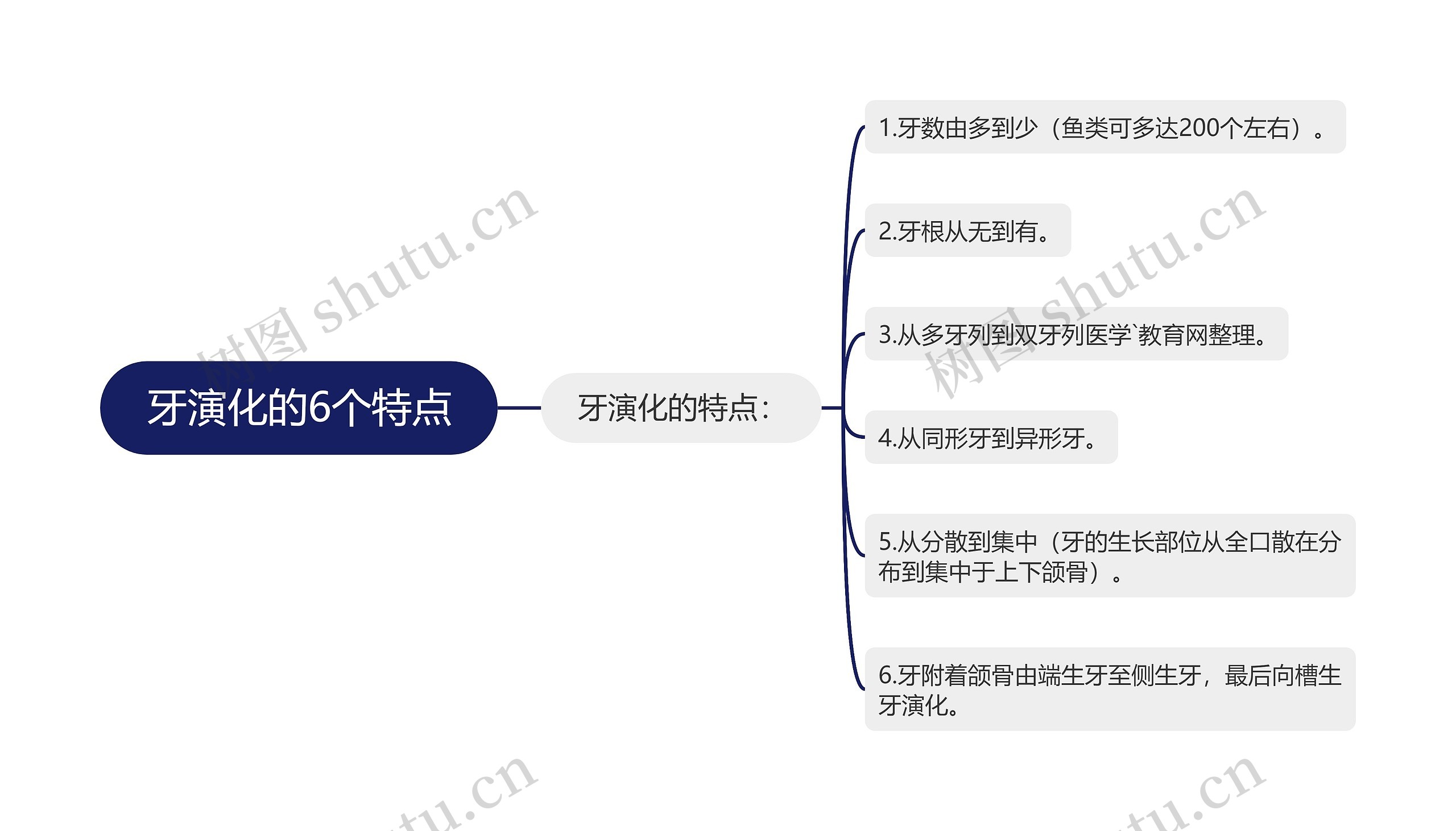 牙演化的6个特点