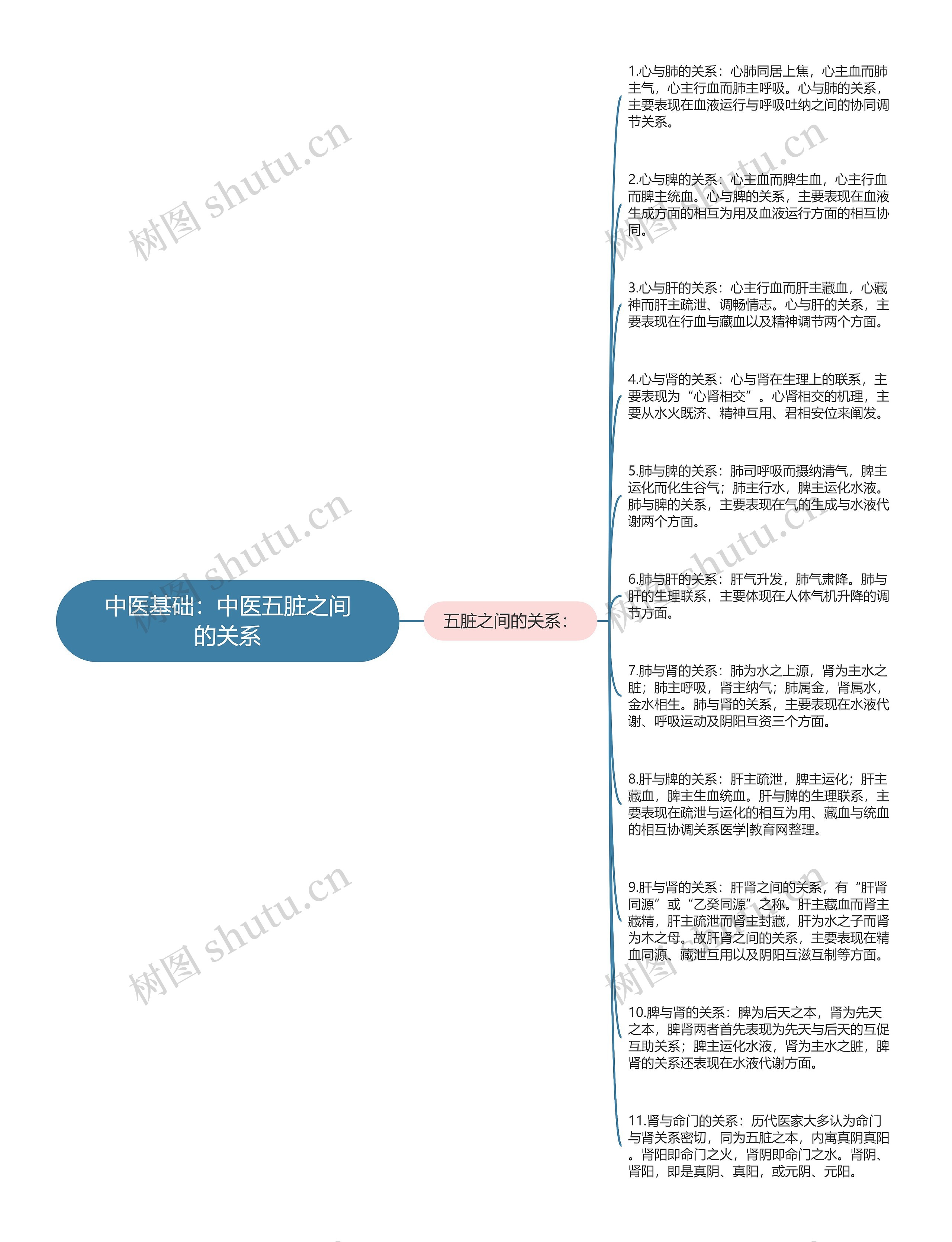 中医基础：中医五脏之间的关系