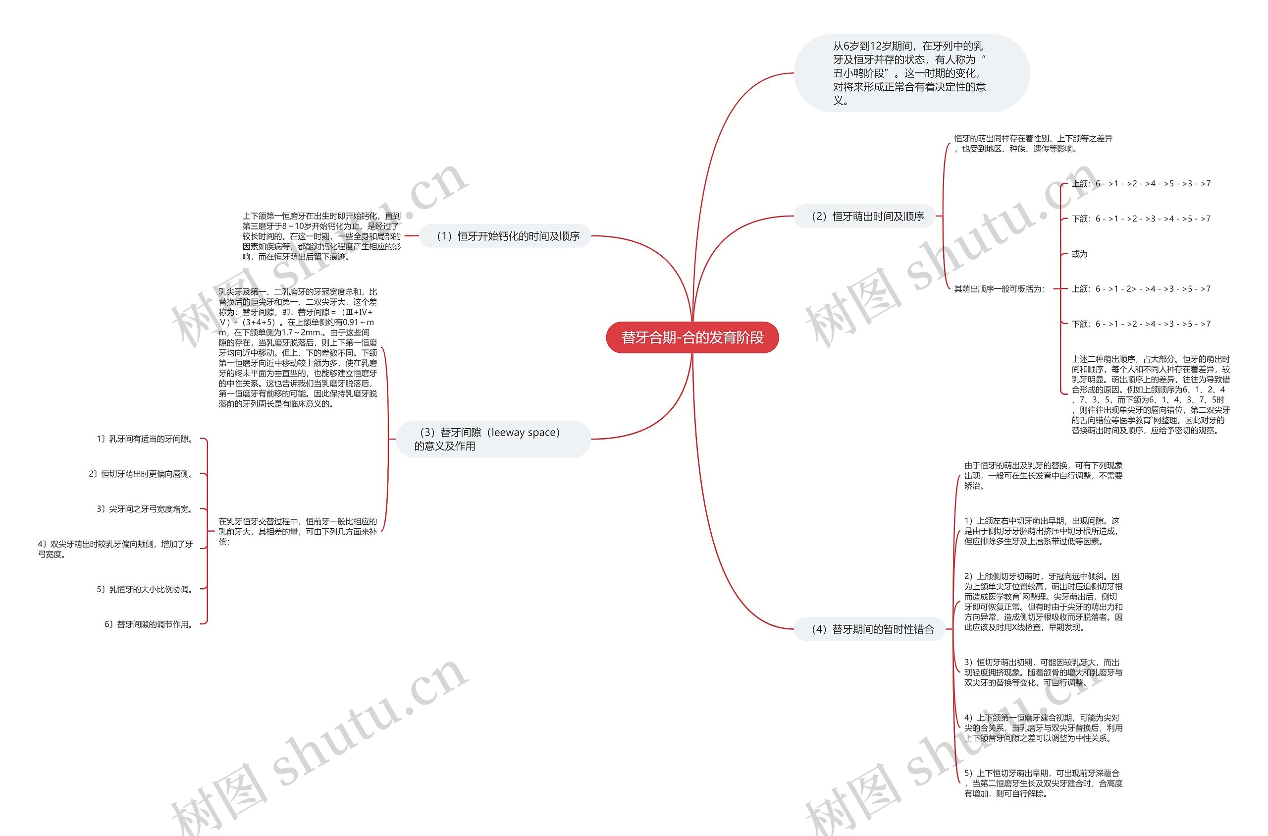替牙合期-合的发育阶段思维导图