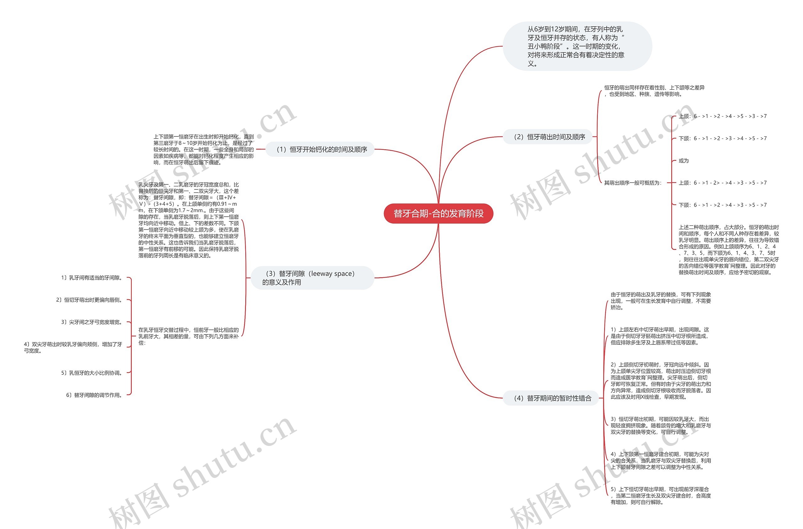 替牙合期-合的发育阶段 替牙合期-合的发育阶段