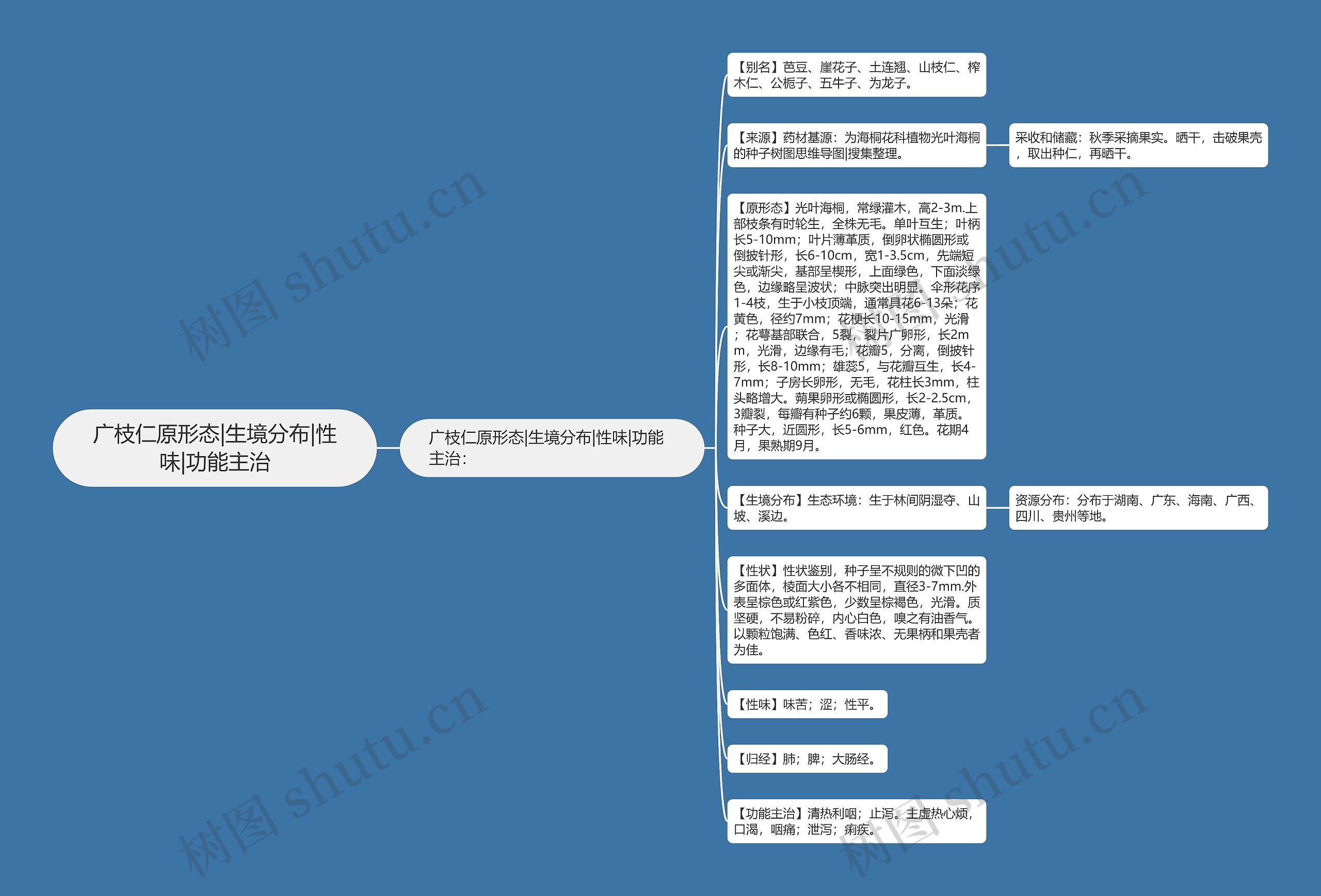 广枝仁原形态|生境分布|性味|功能主治思维导图