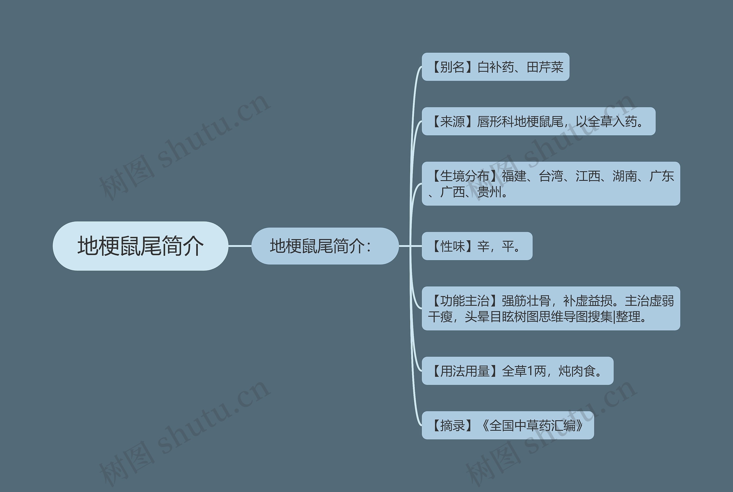 地梗鼠尾简介 地梗鼠尾简介