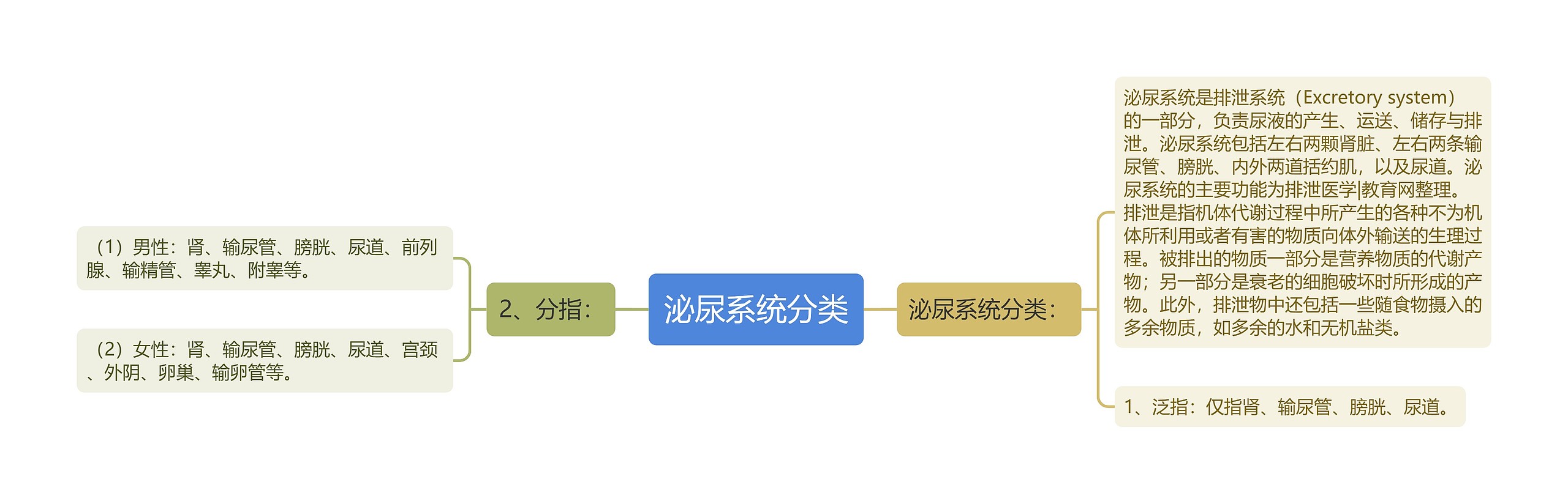 泌尿系统分类