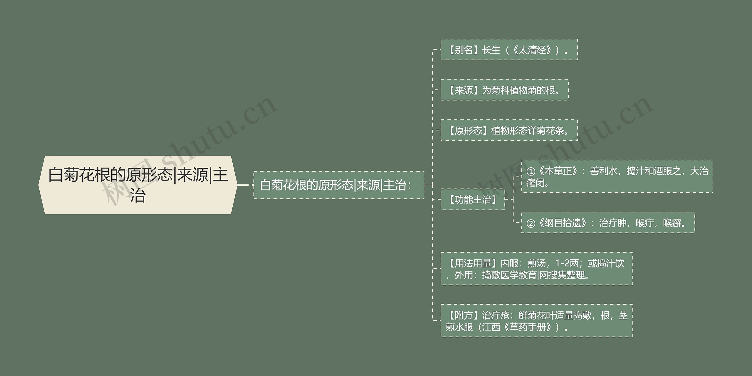 白菊花根的原形态|来源|主治思维导图