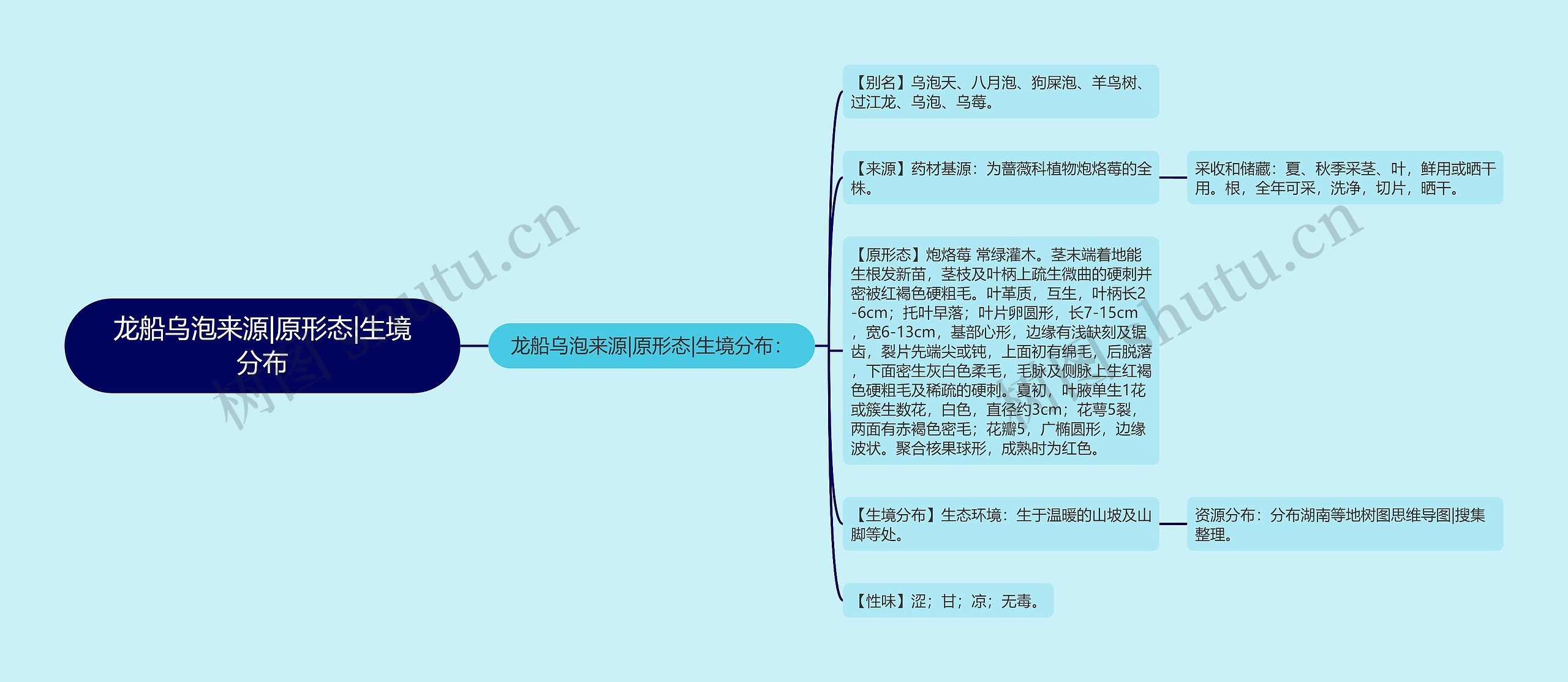 龙船乌泡来源|原形态|生境分布