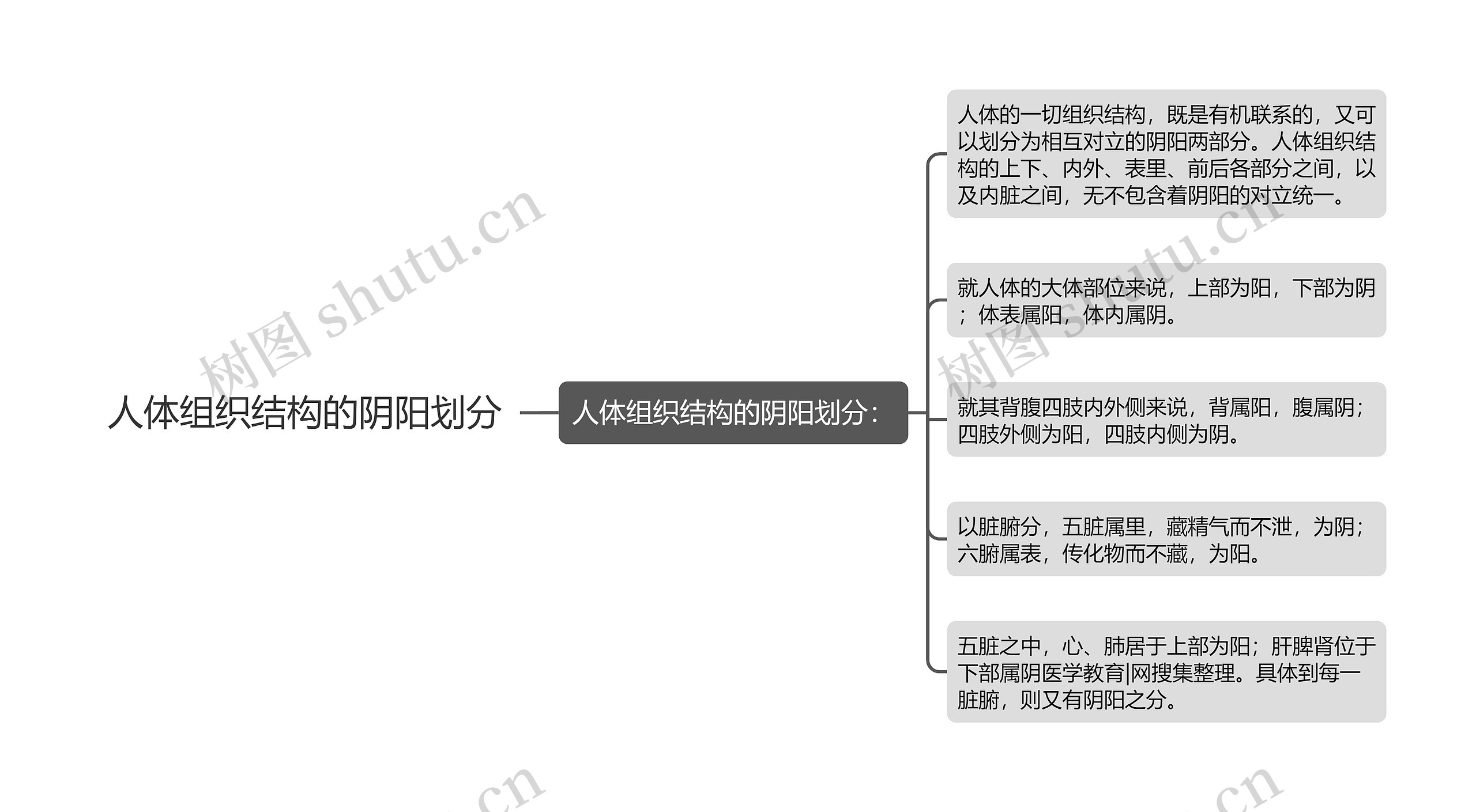 人体组织结构的阴阳划分