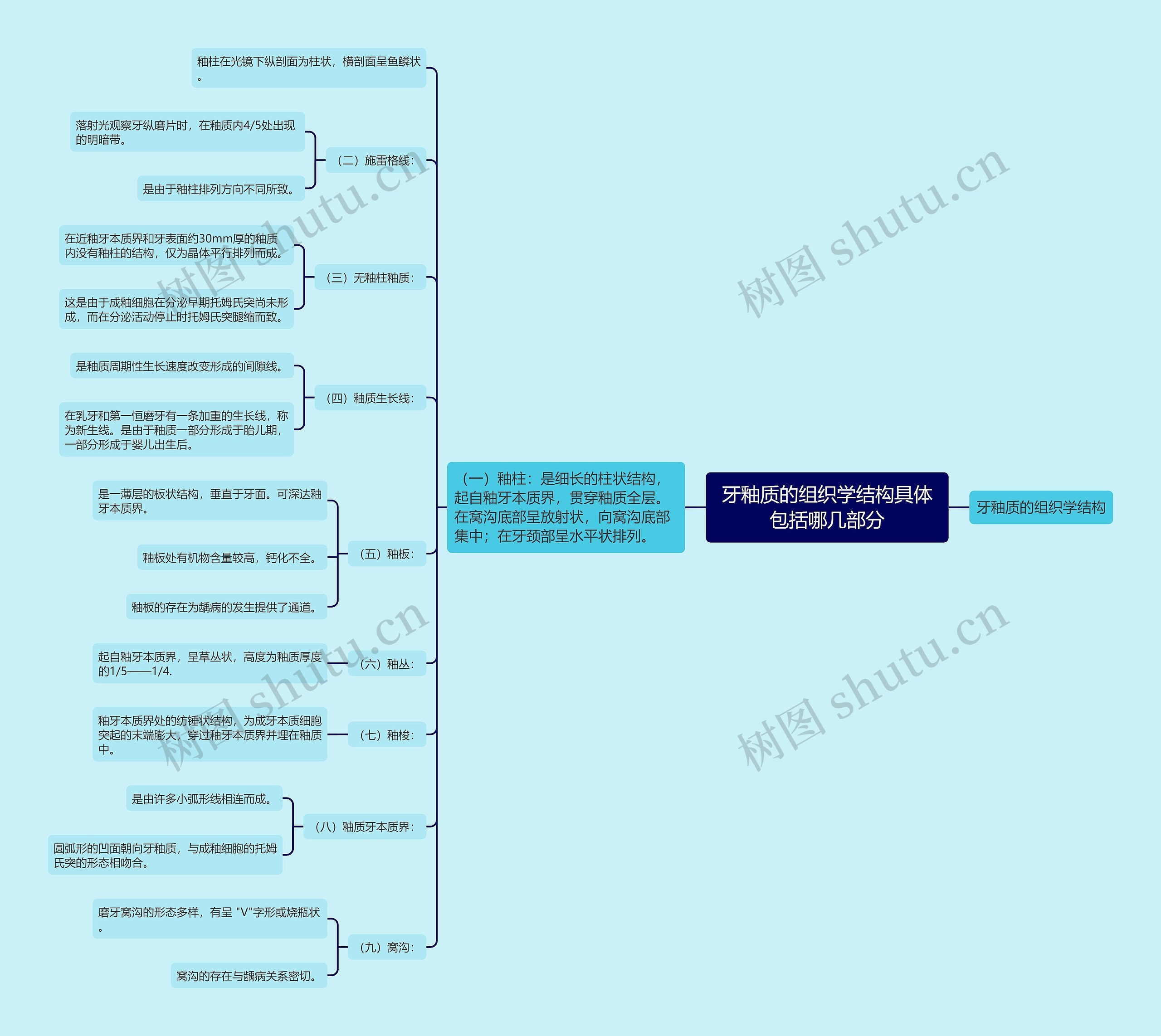 牙釉质的组织学结构具体包括哪几部分思维导图