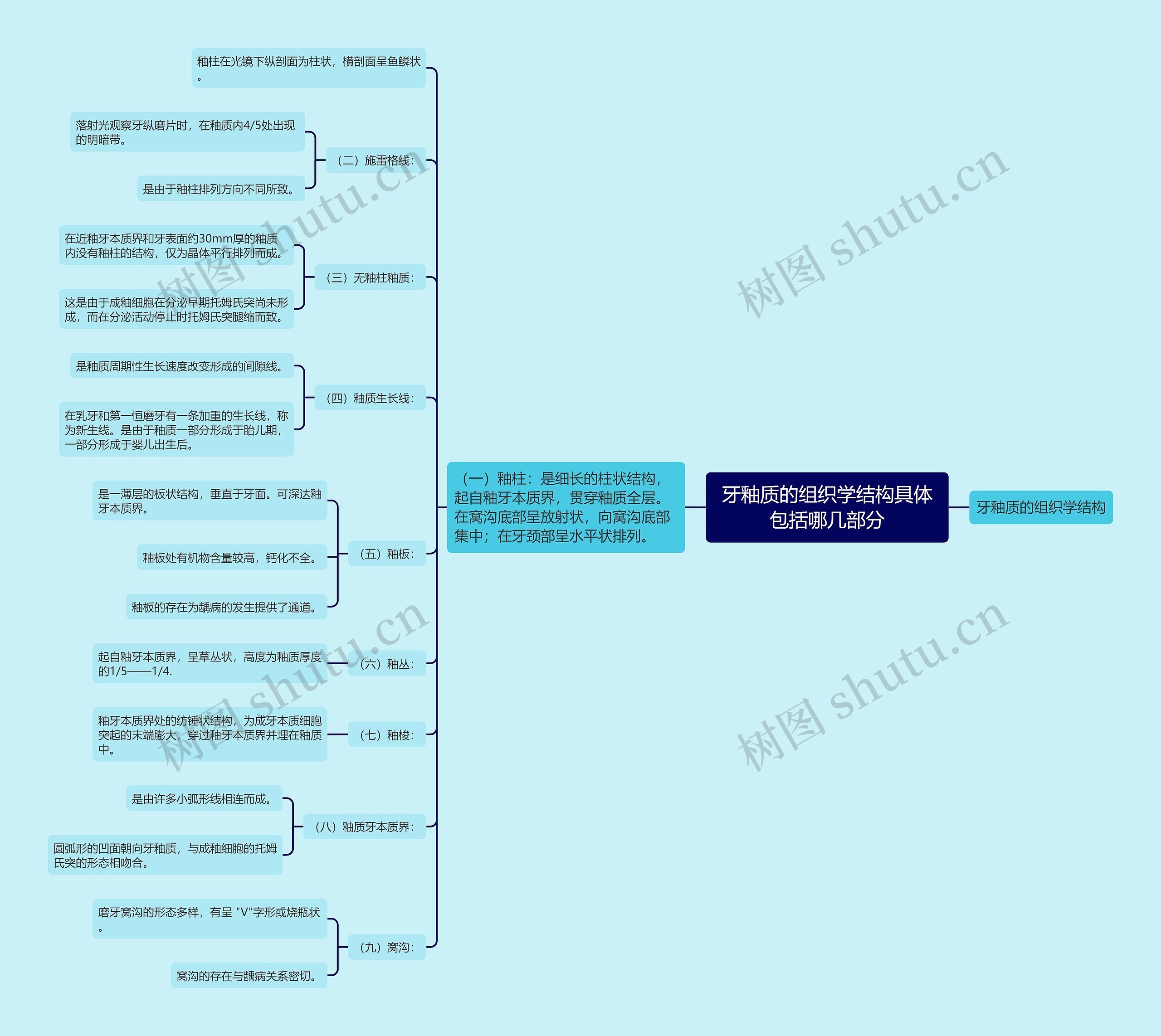牙釉质的组织学结构具体包括哪几部分 牙釉质的组织学结构具体包括哪几部分