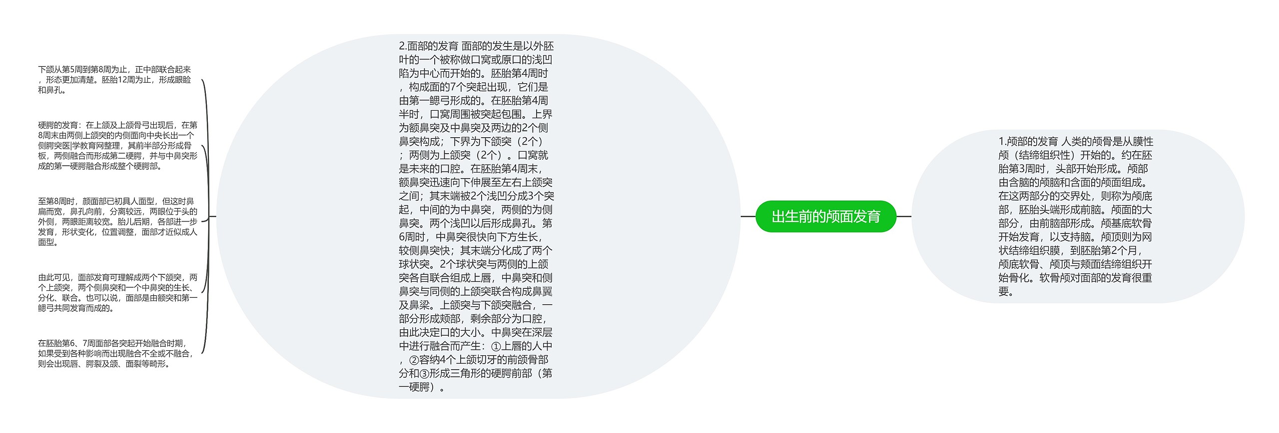 出生前的颅面发育 出生前的颅面发育