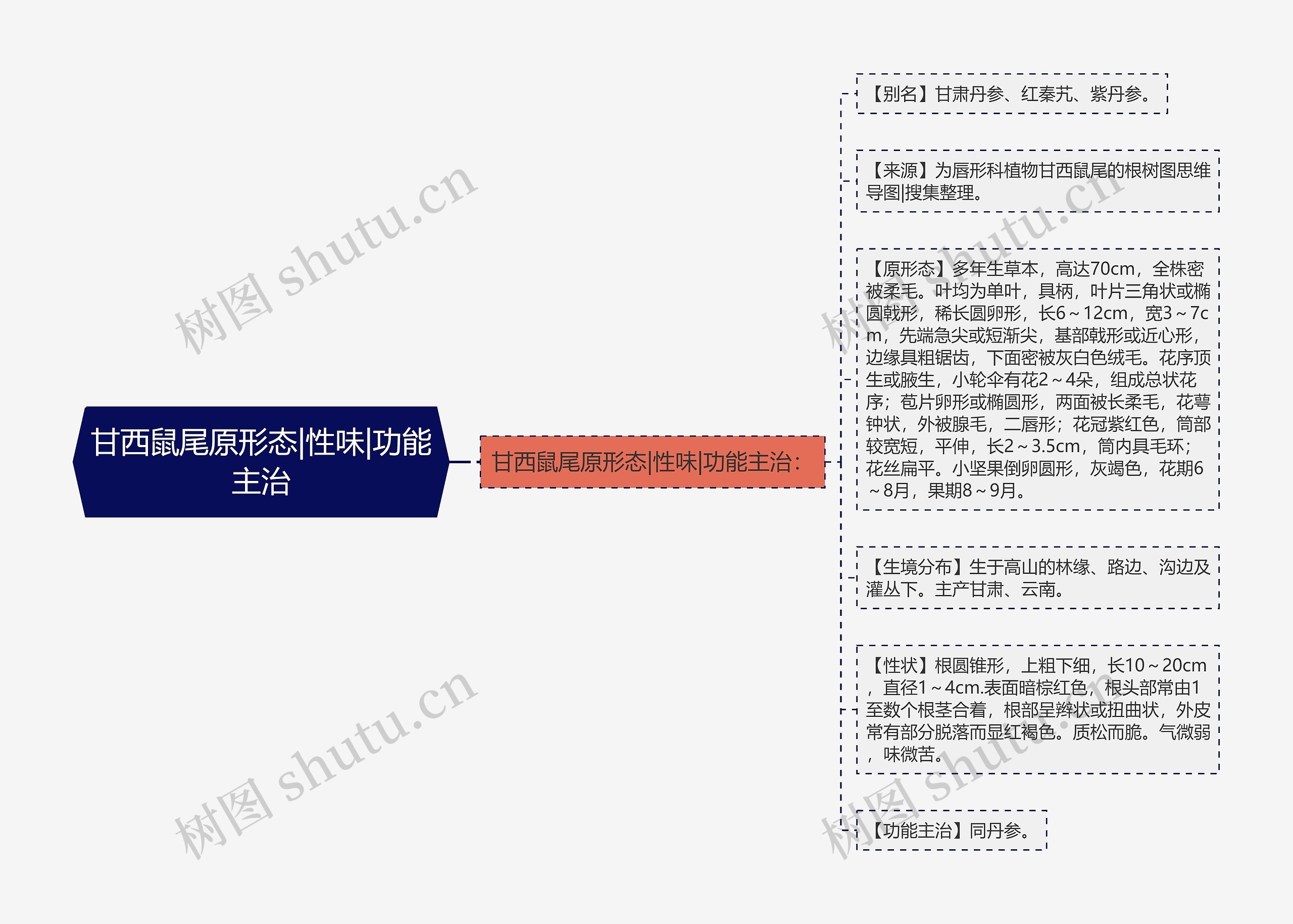 甘西鼠尾原形态|性味|功能主治思维导图