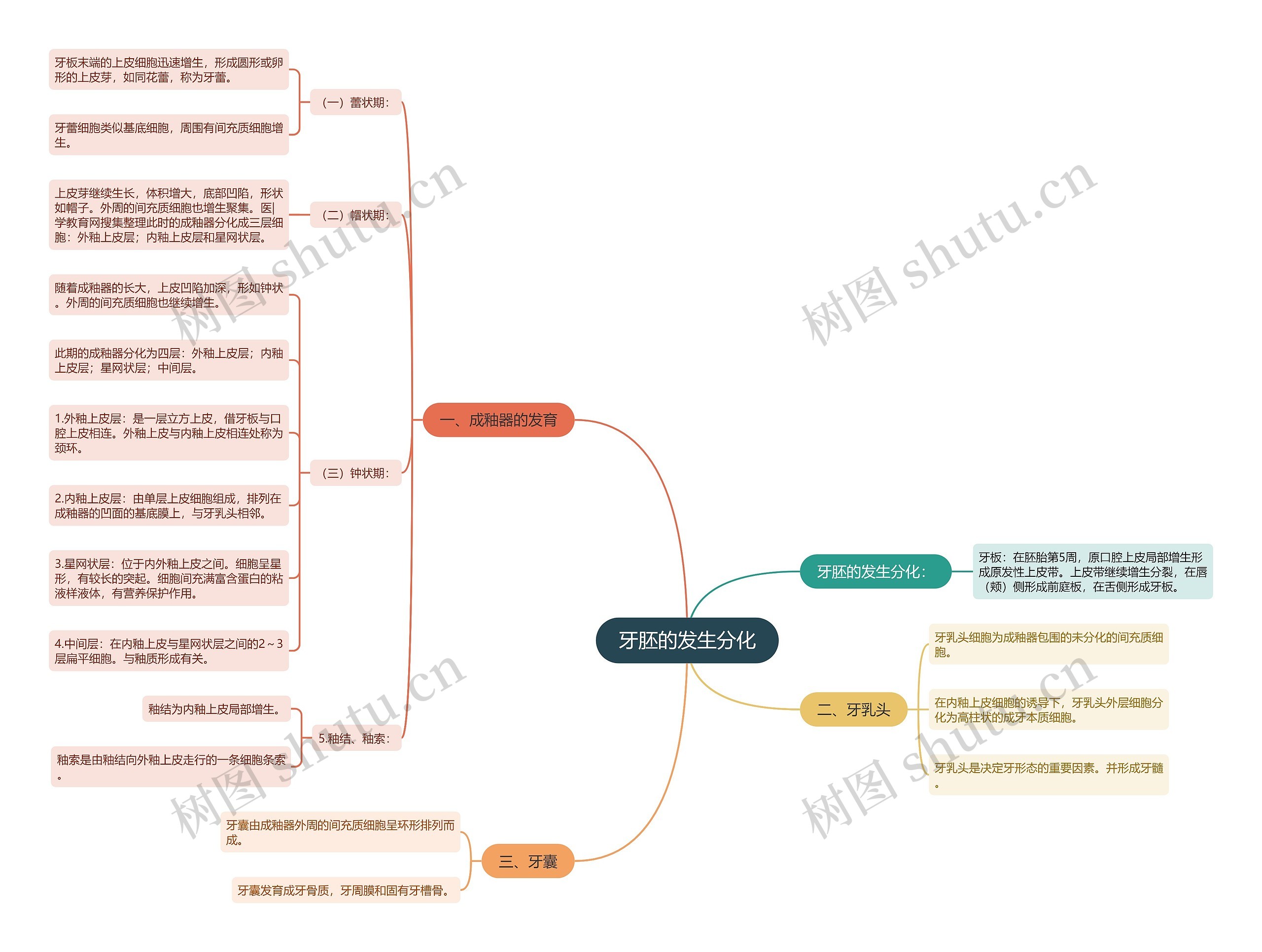牙胚的发生分化 牙胚的发生分化