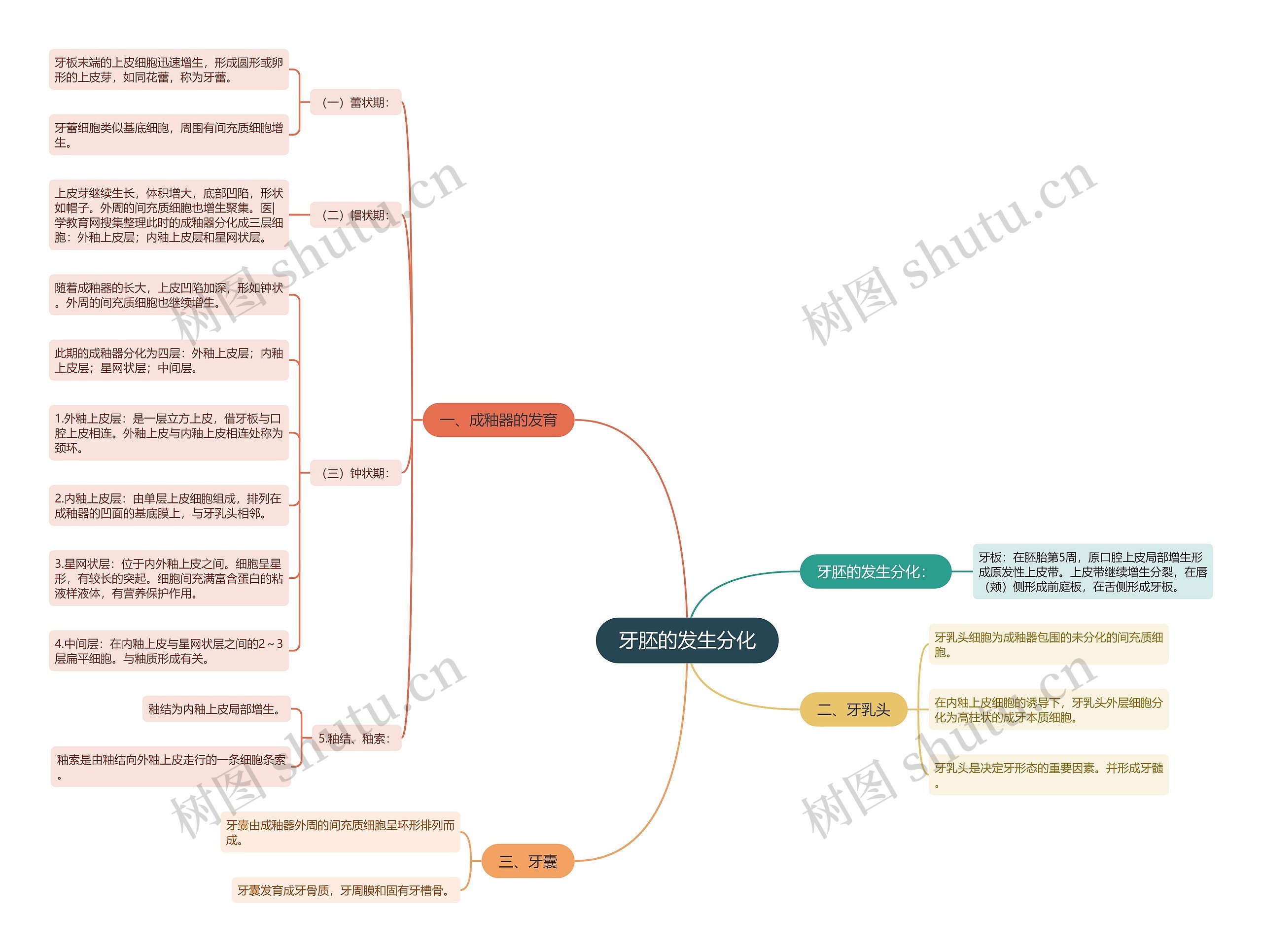牙胚的发生分化思维导图