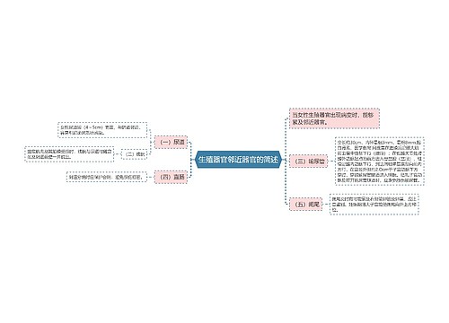 生殖器官邻近器官的简述