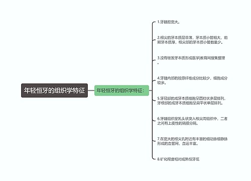 年轻恒牙的组织学特征