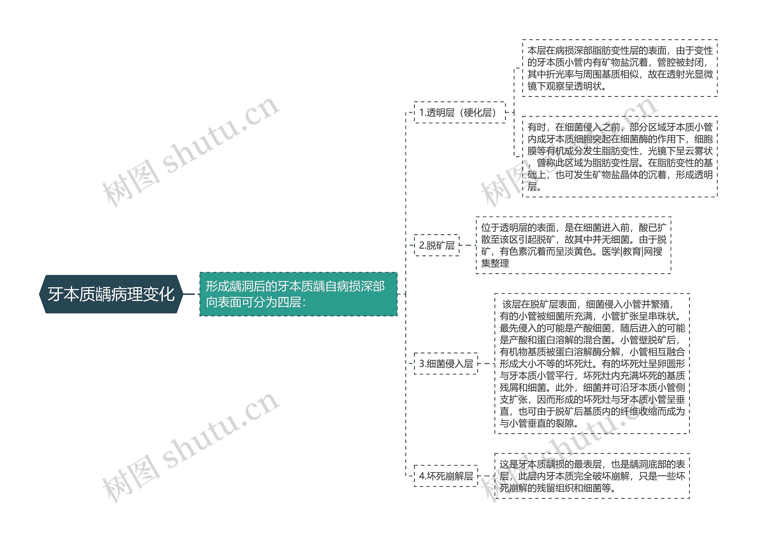 牙本质龋病理变化思维导图