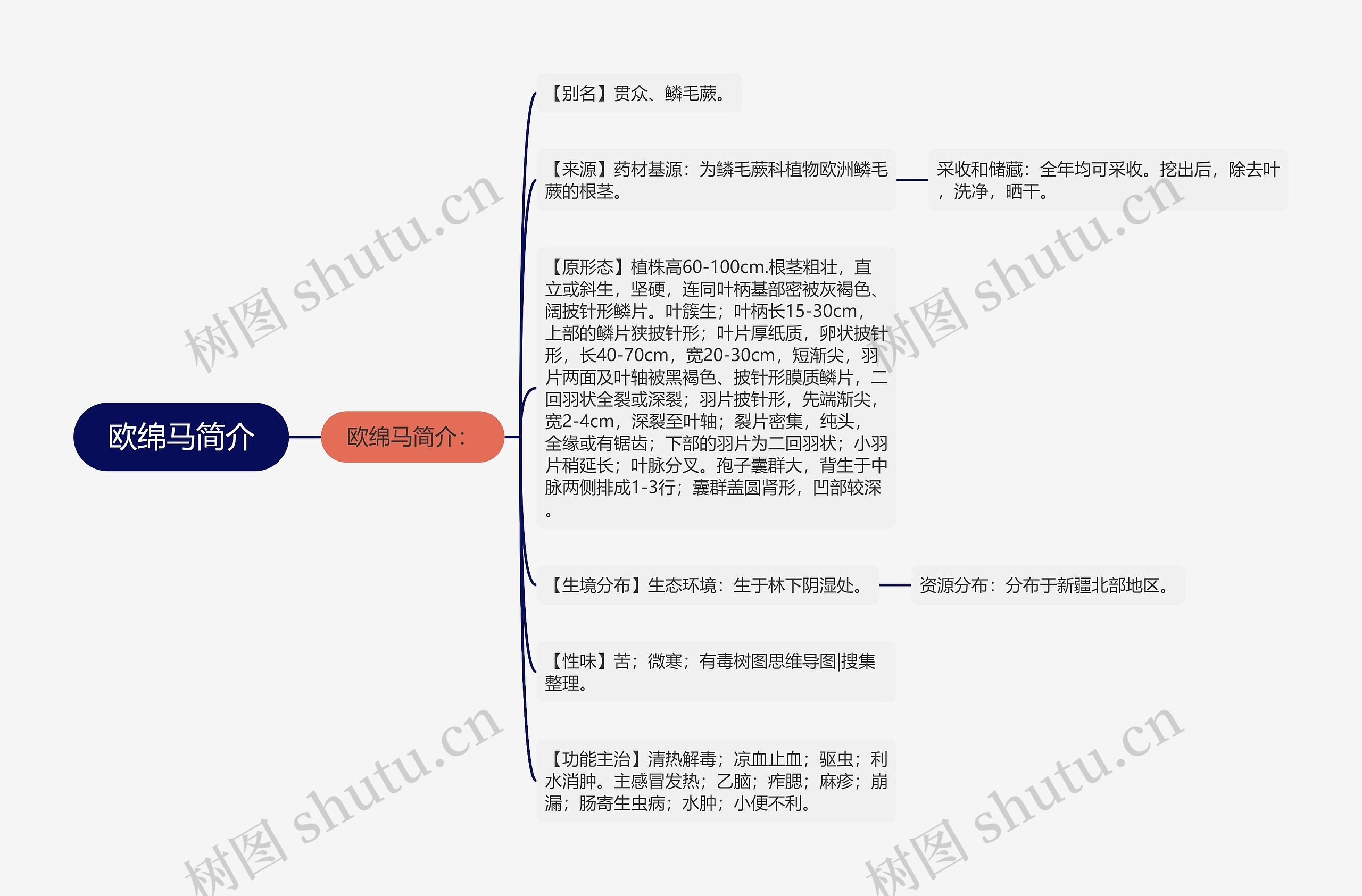 欧绵马简介思维导图