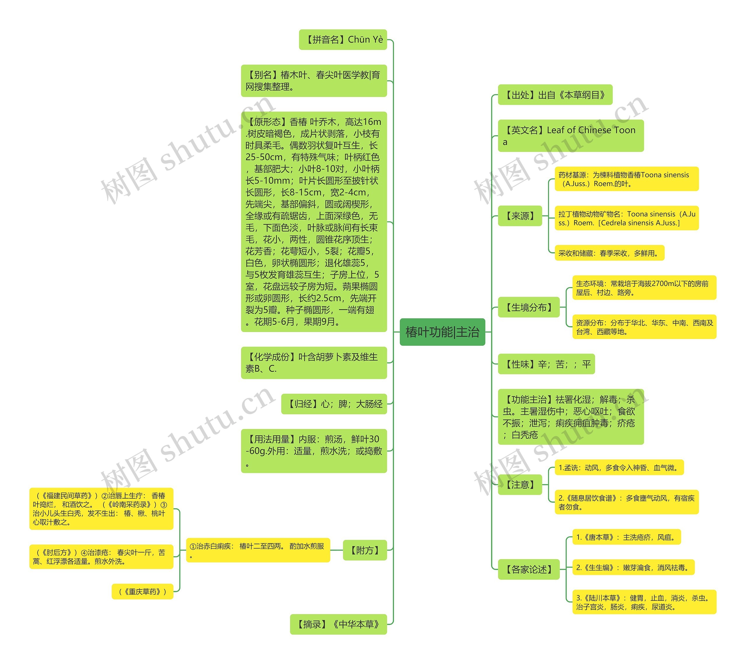 椿叶功能|主治思维导图