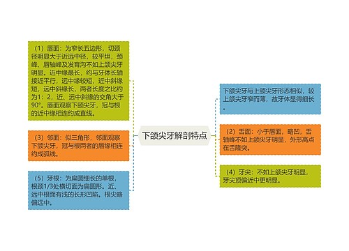 下颌尖牙解剖特点