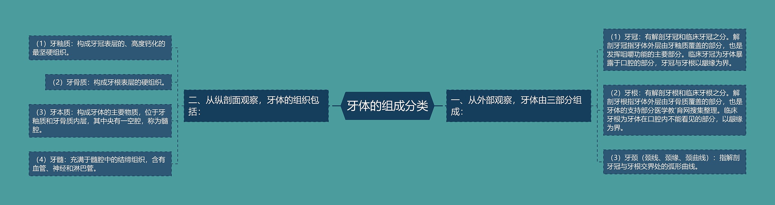 牙体的组成分类 牙体的组成分类