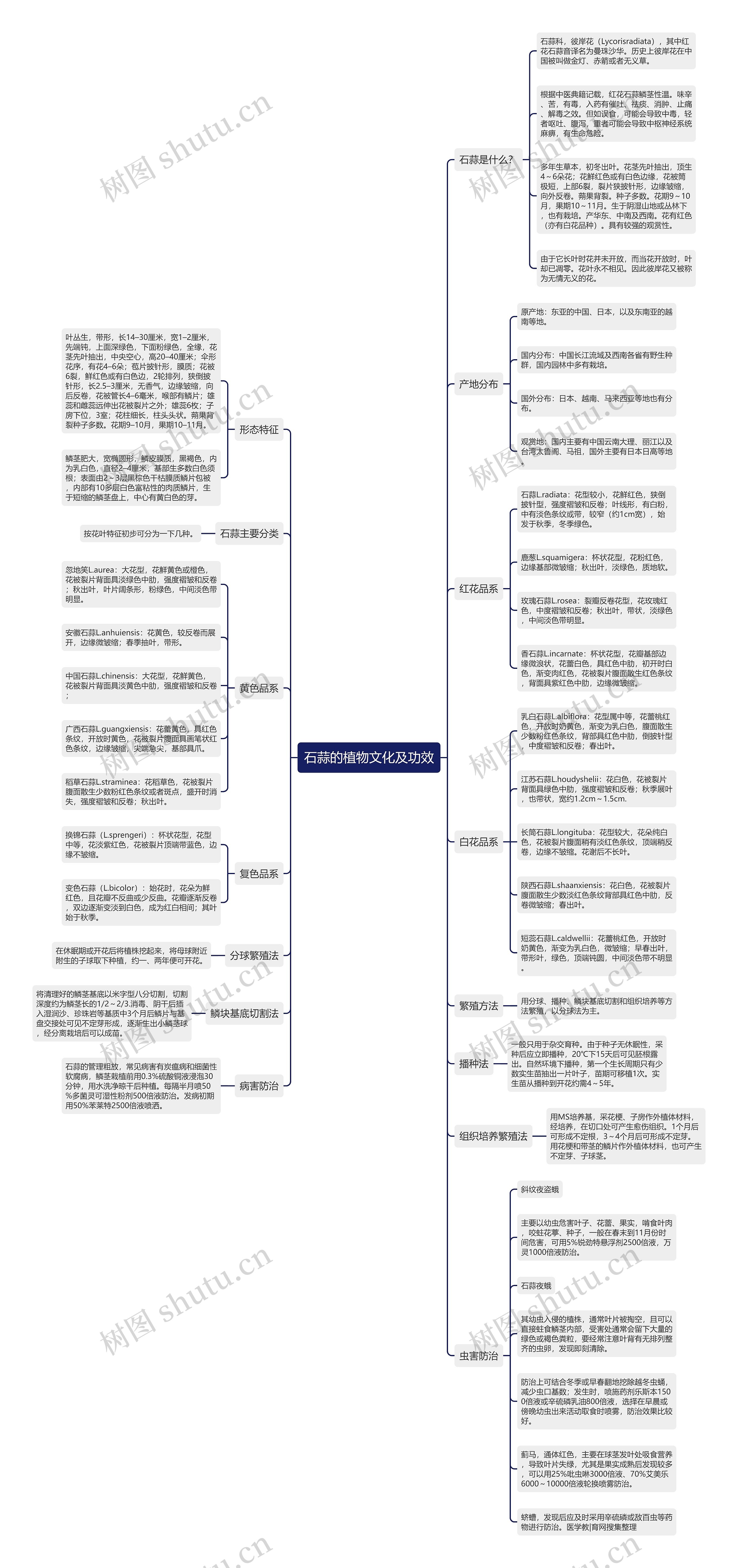 石蒜的植物文化及功效思维导图