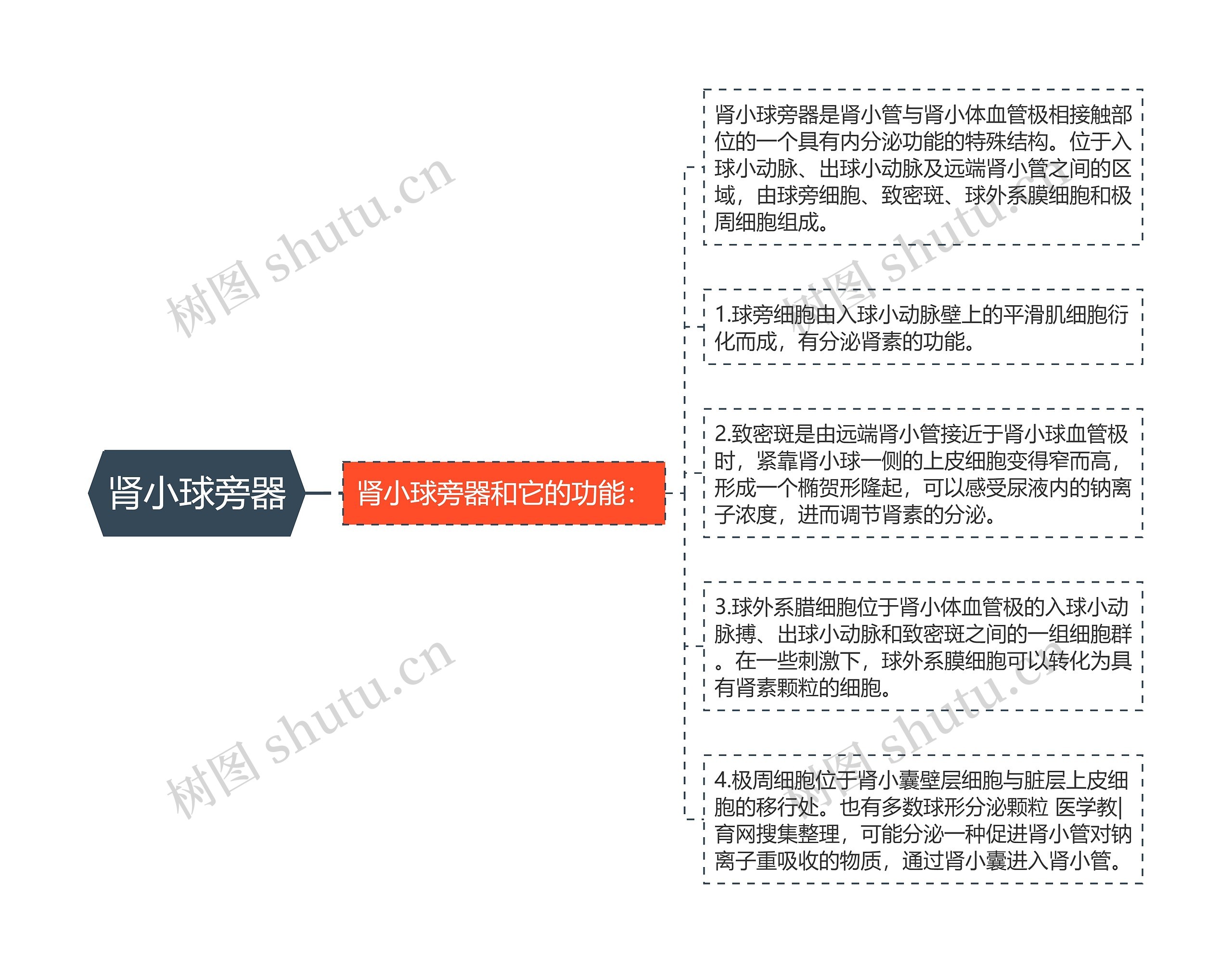 肾小球旁器 肾小球旁器