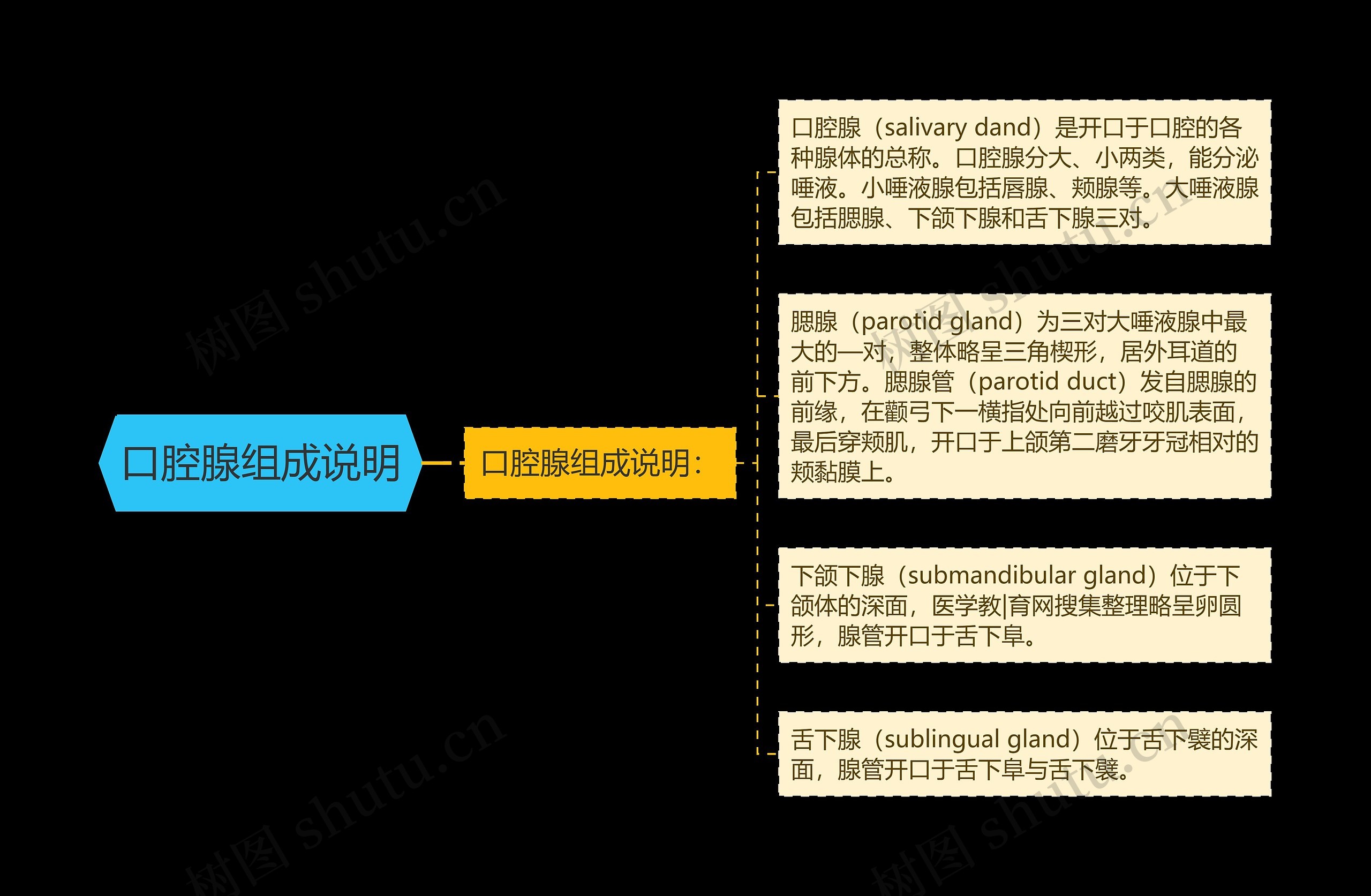 口腔腺组成说明思维导图