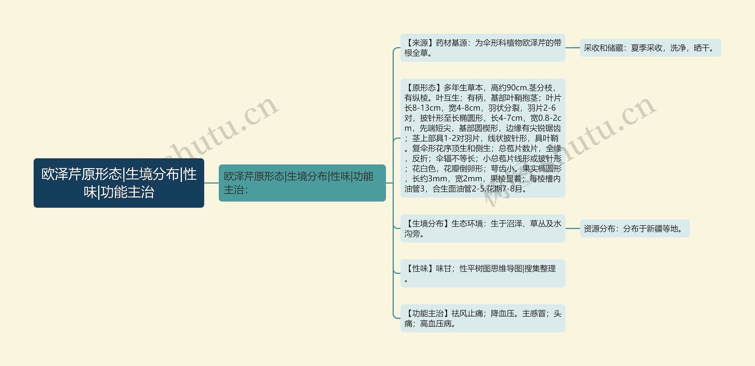 欧泽芹原形态|生境分布|性味|功能主治思维导图