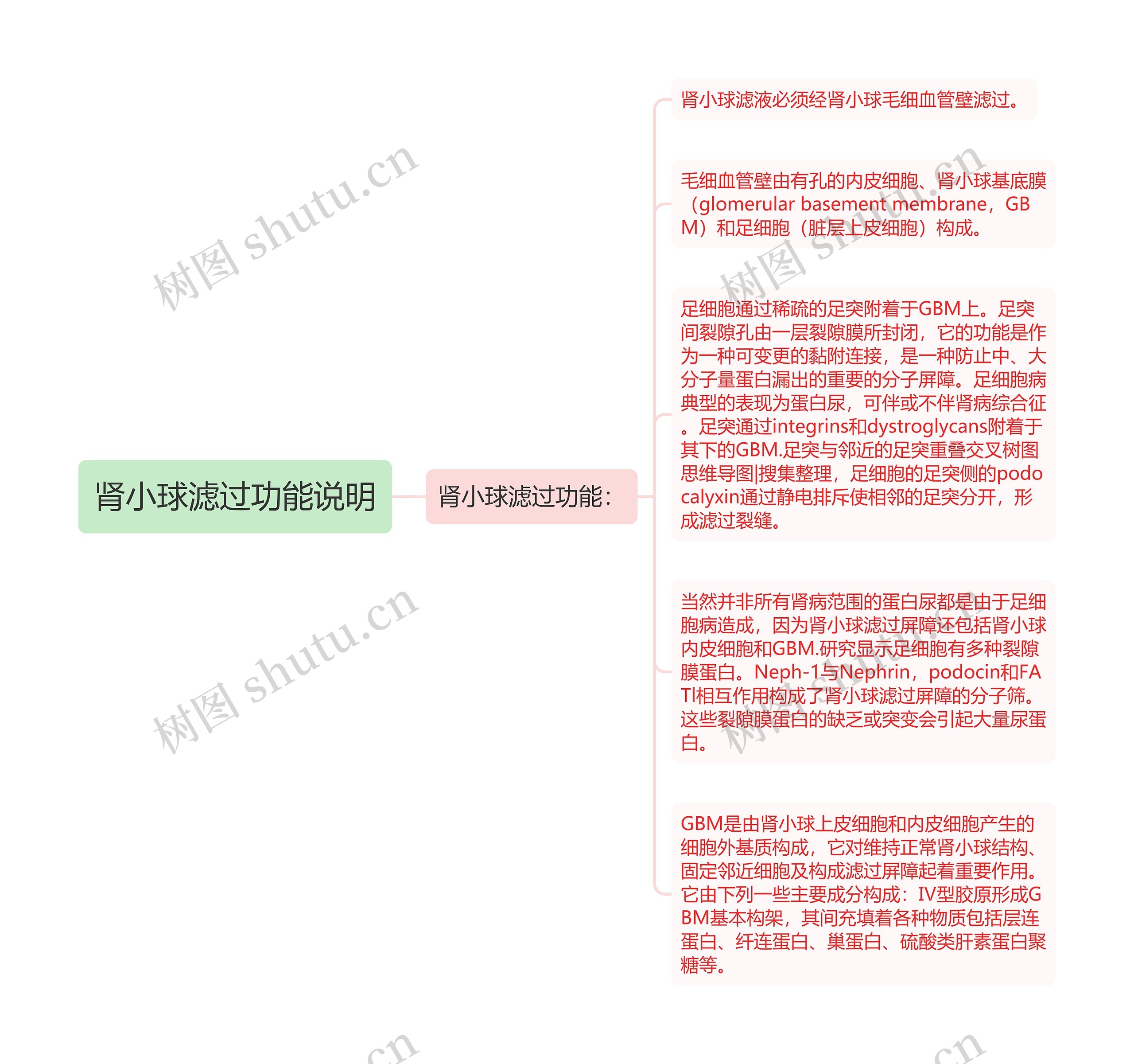 肾小球滤过功能说明思维导图