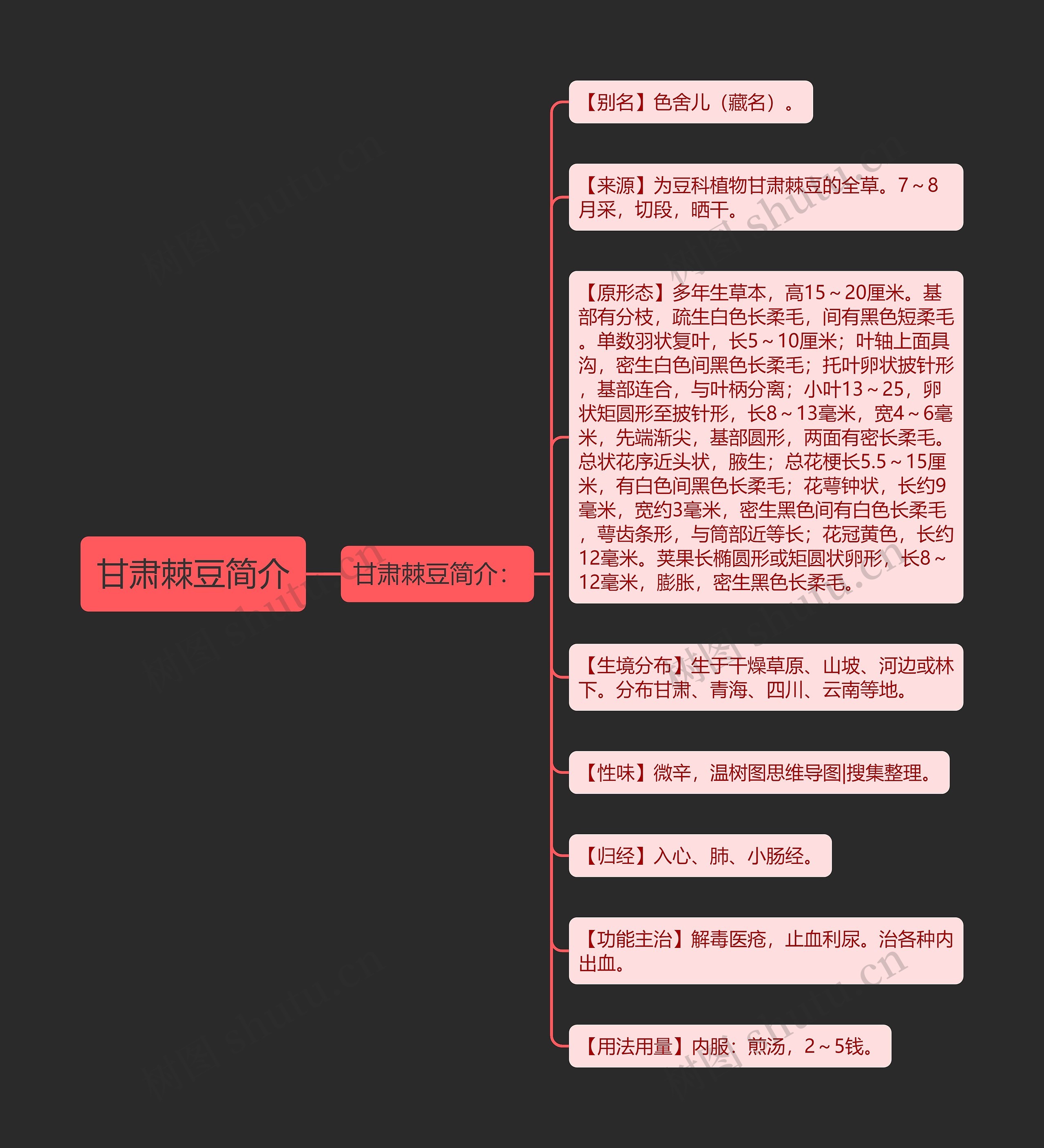 甘肃棘豆简介